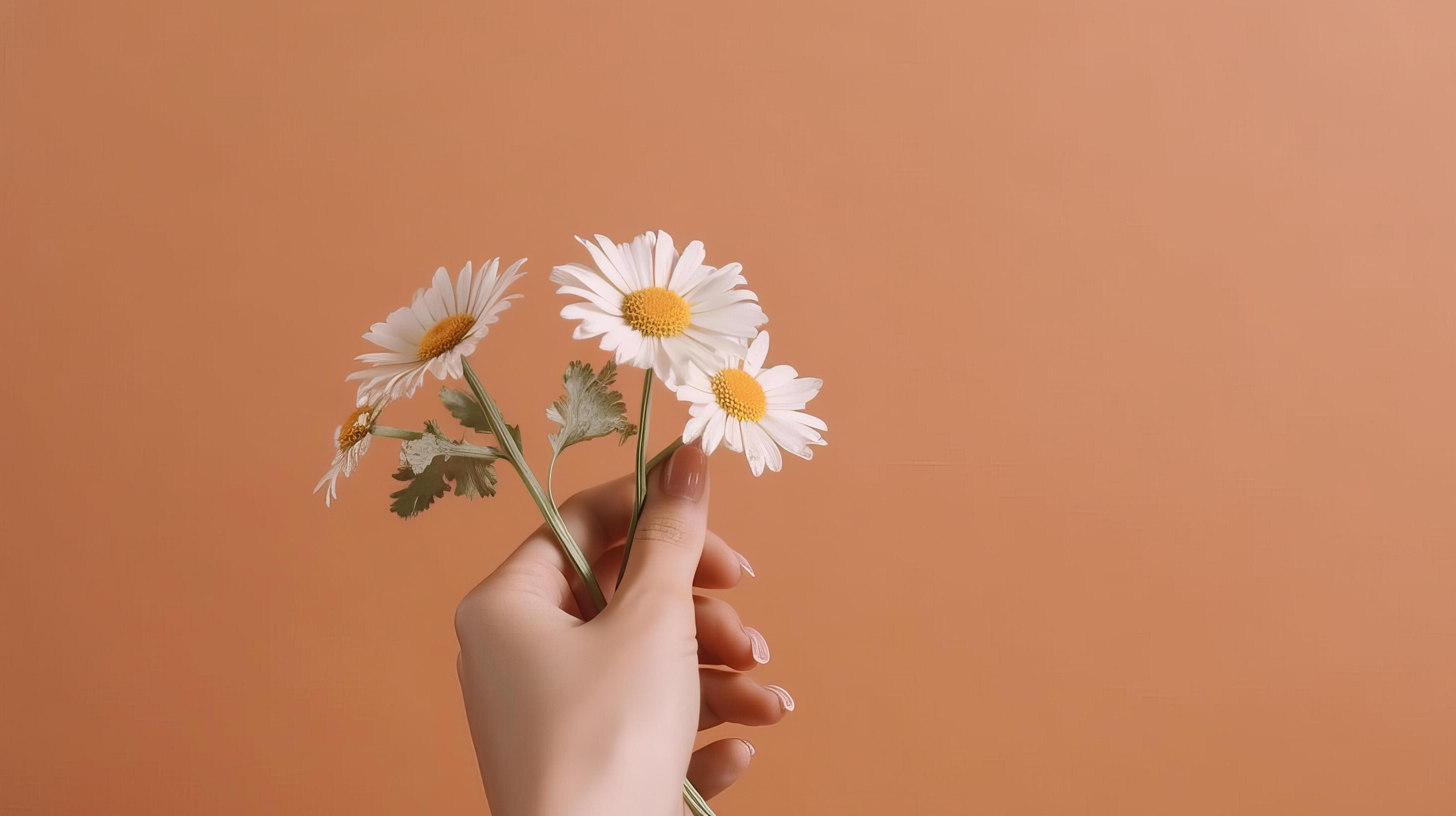 Hand with chamomile flower. Illustration Stock Free