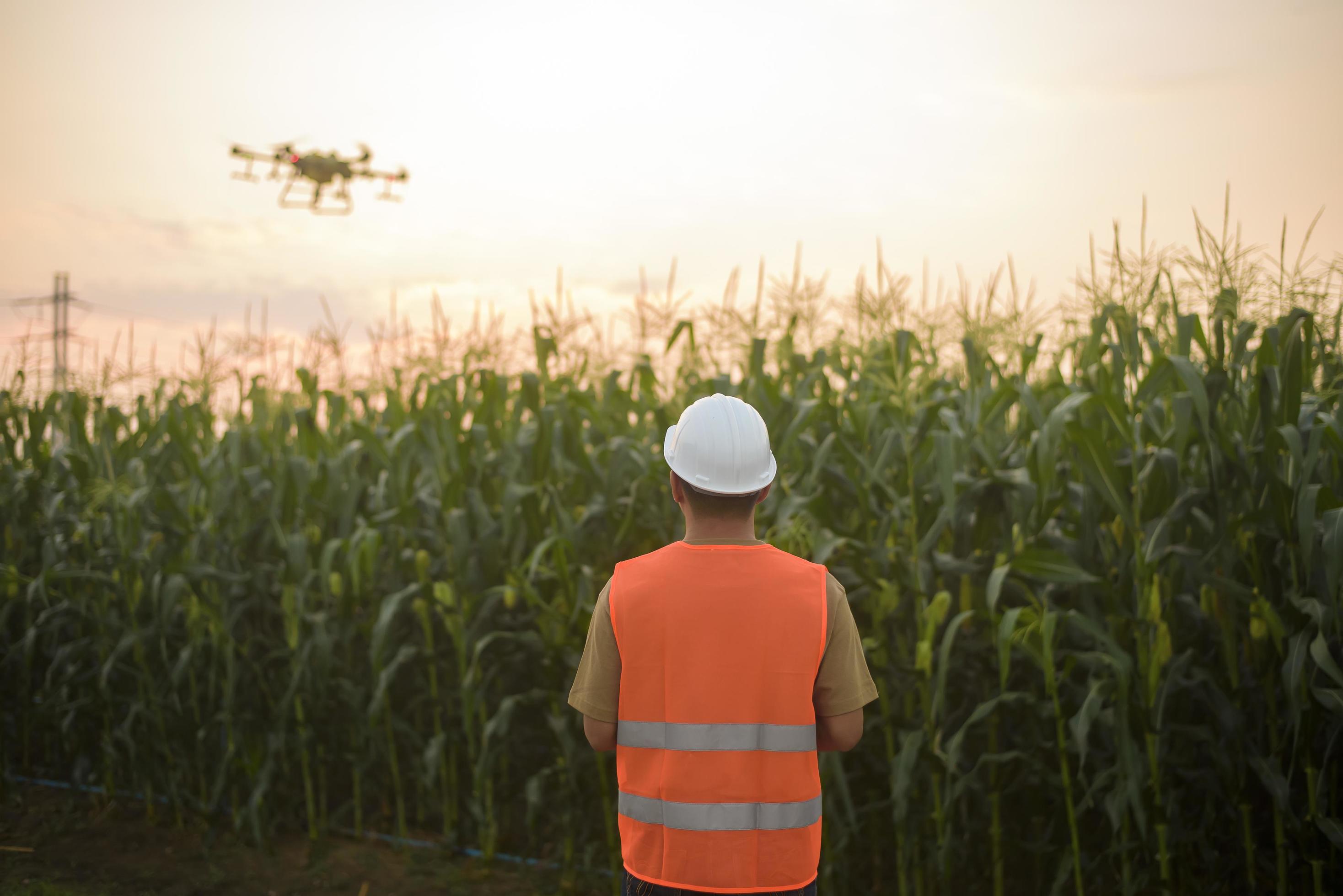 Male engineer controlling drone spraying fertilizer and pesticide over farmland,High technology innovations and smart farming Stock Free