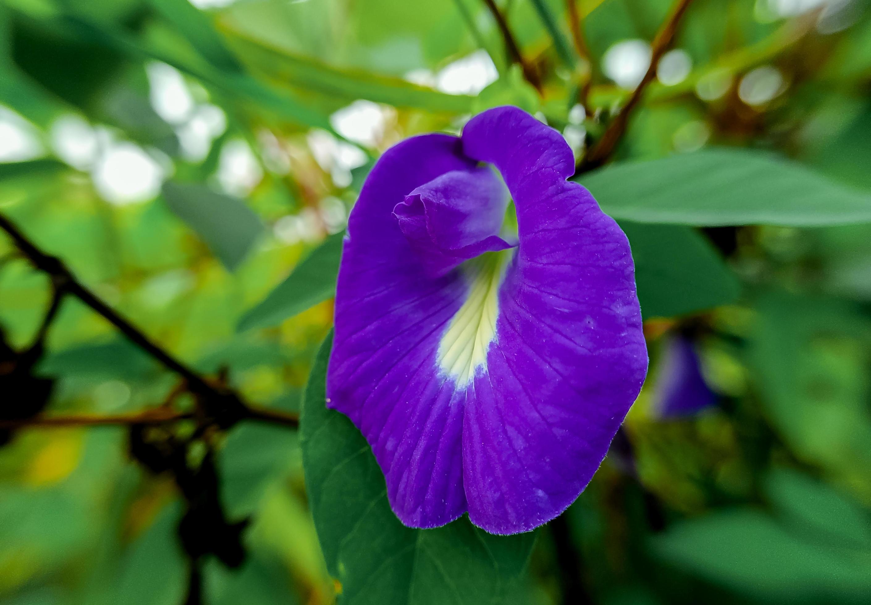 Butterfly pea flower scientifically known as clitoria ternatea, a purple flower that is often used as a herbal medicine that has health benefits Stock Free