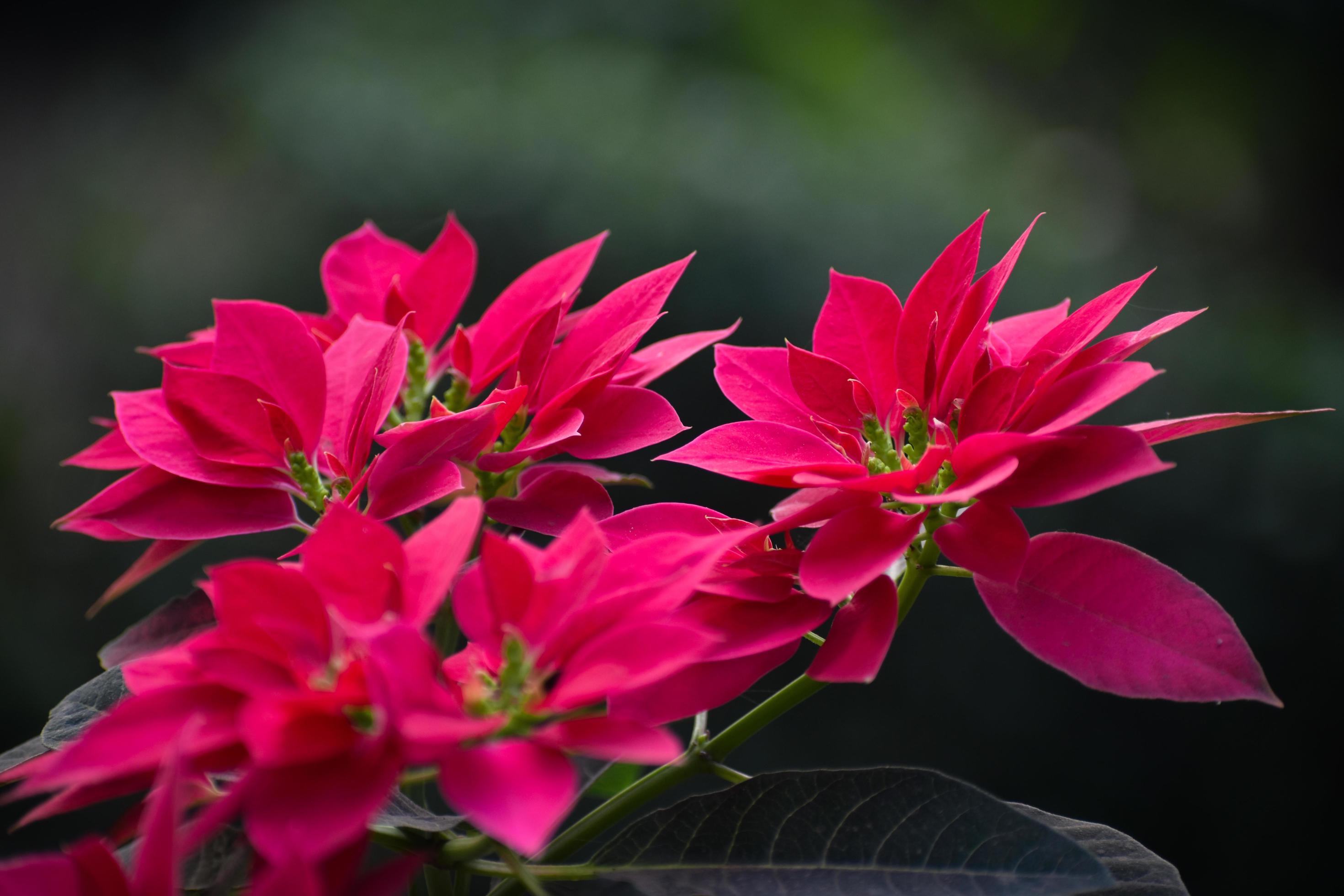 A close up of pink and red poinsettia flowers Stock Free