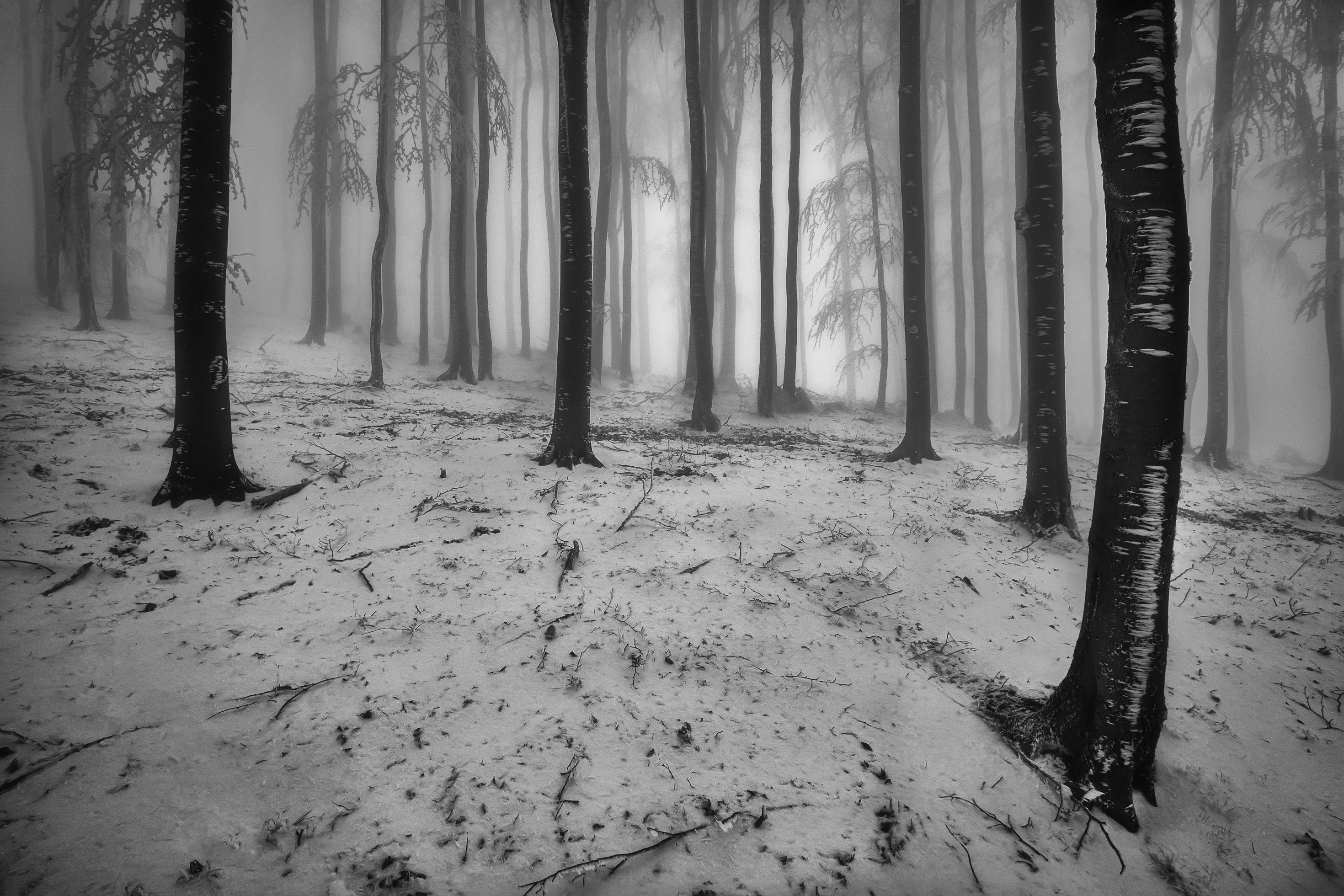 Winter beech forest with fog Stock Free