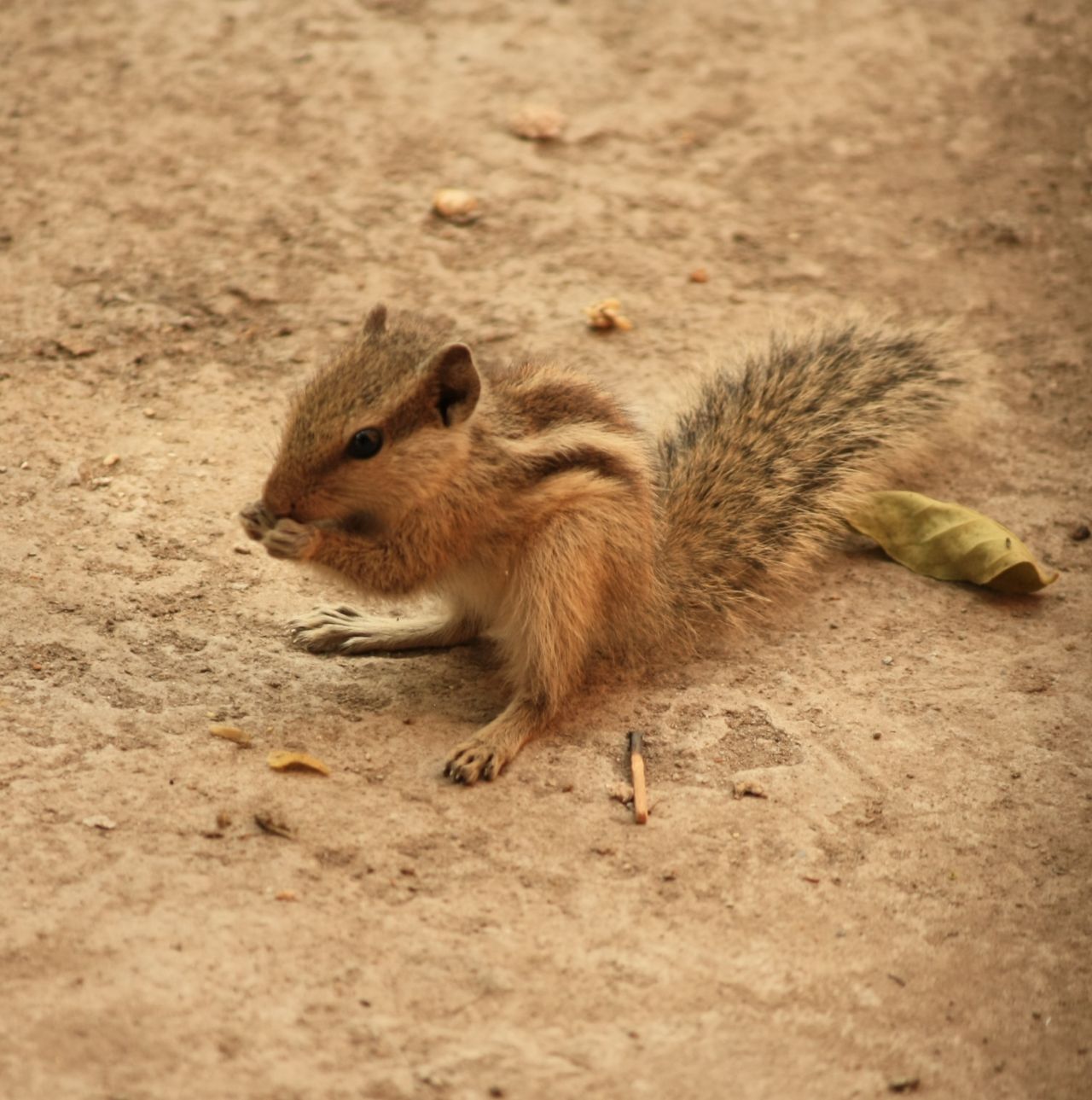 Squirrel Stock Free