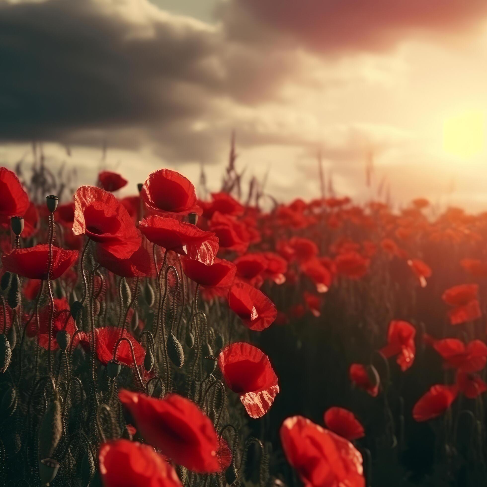 Poppy flower background for Anzac day. Illustration Stock Free