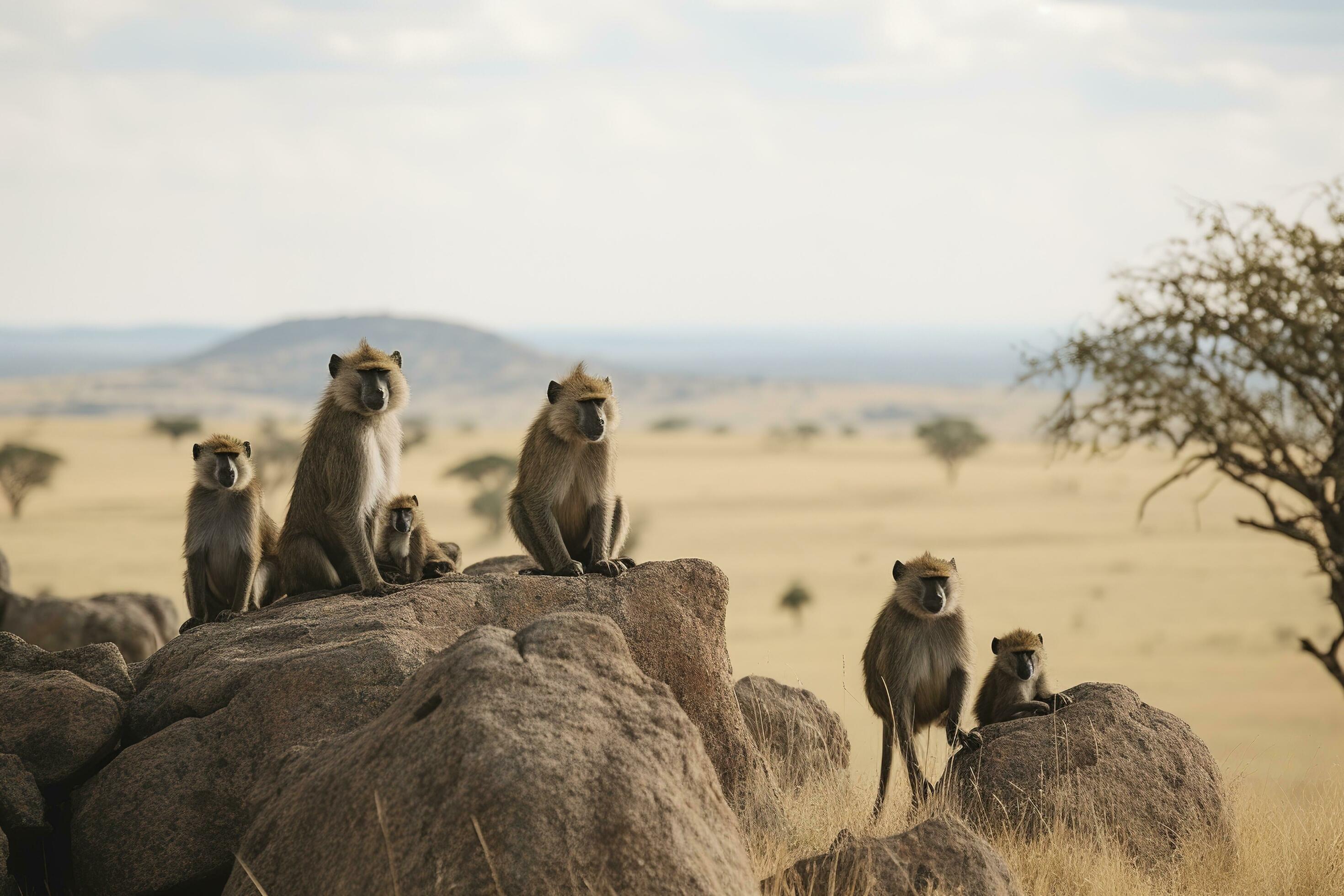 A family of baboons perched on a rocky, generate ai Stock Free