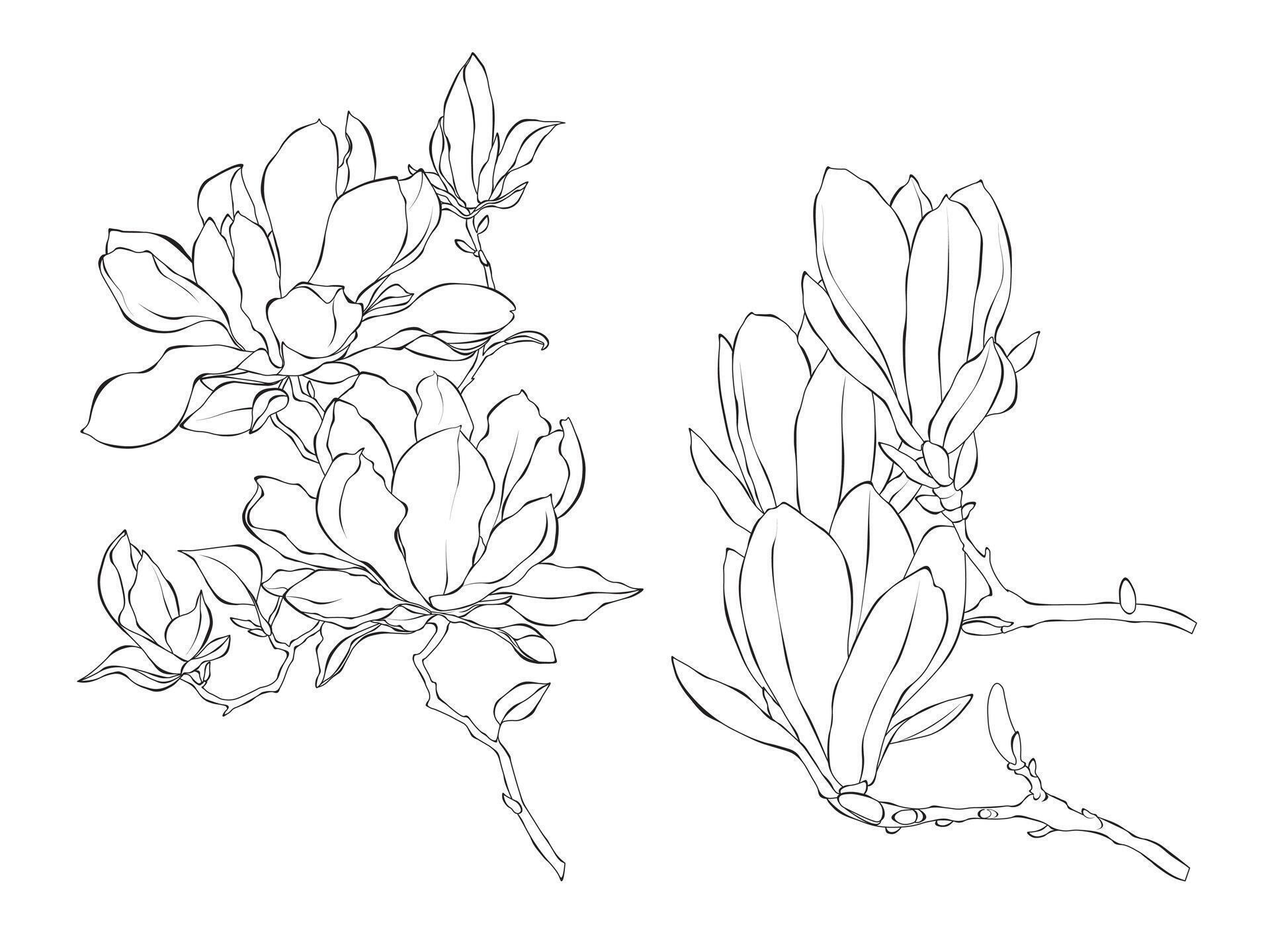 Flowers Magnolie line art outline illustration on white background Stock Free