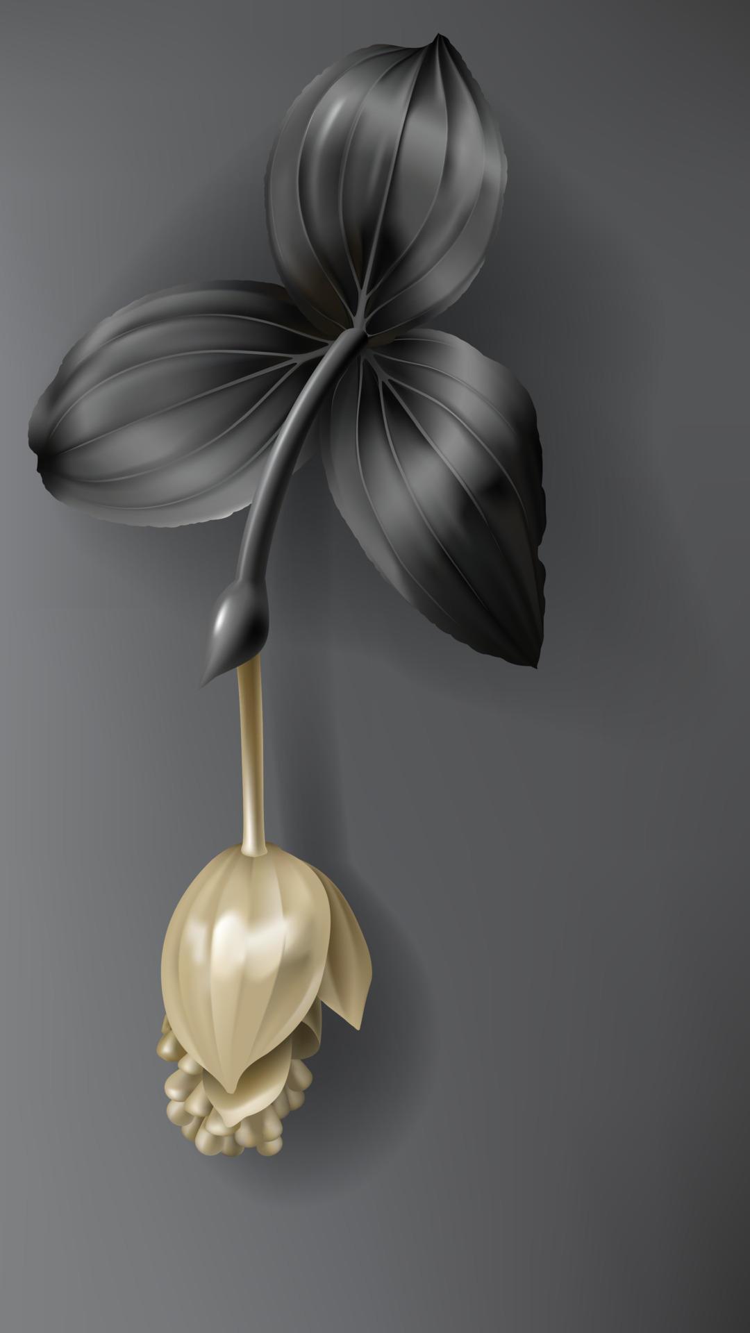 Tropical black and gold medinilla flower on dark Stock Free