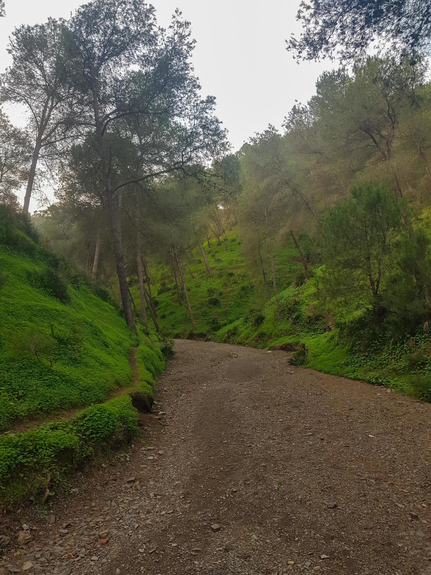 Discover the landscape of natural mountain path among the pine trees Stock Free