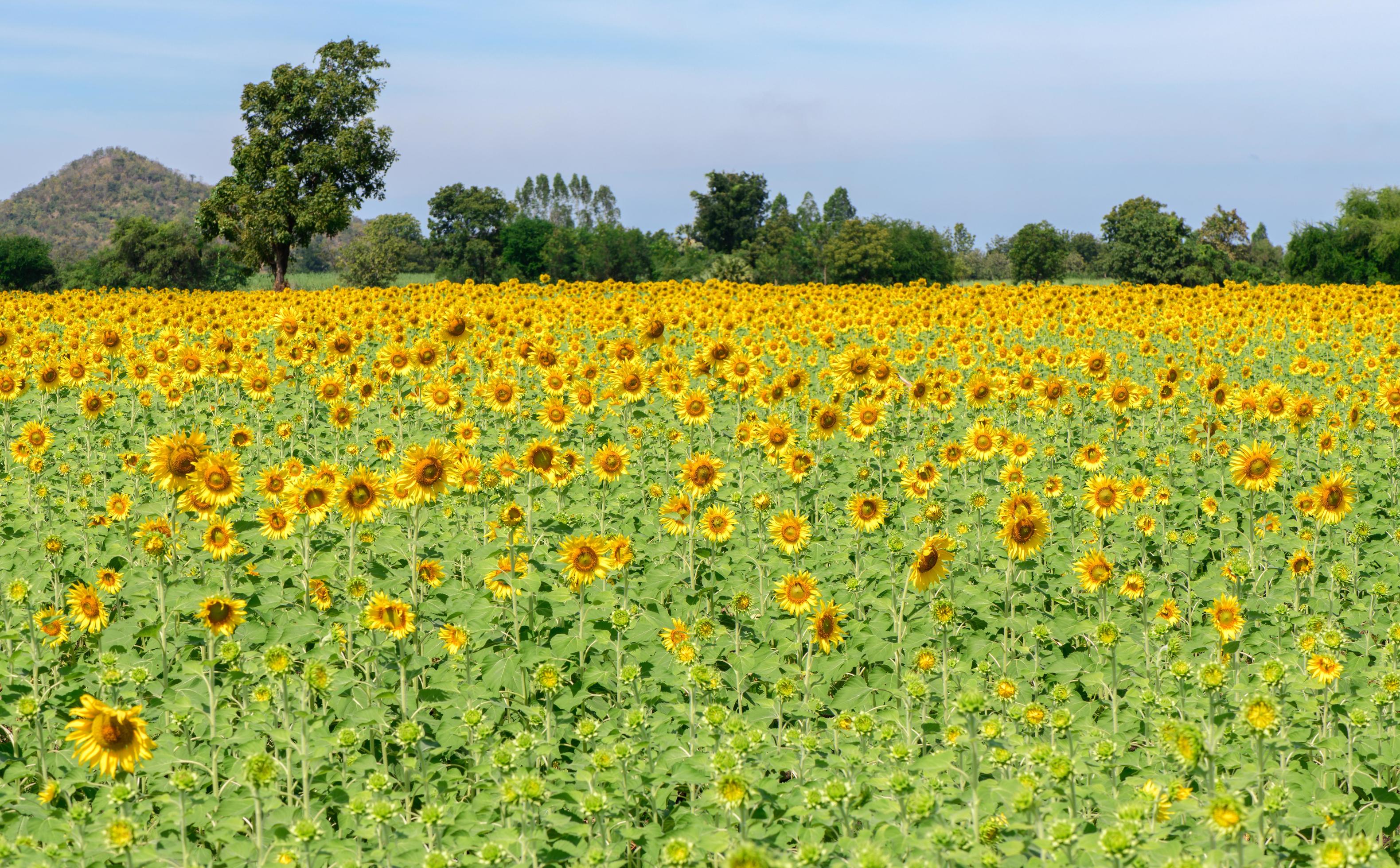 beautiful sunflower fields in Lop Buri, Thailand Stock Free