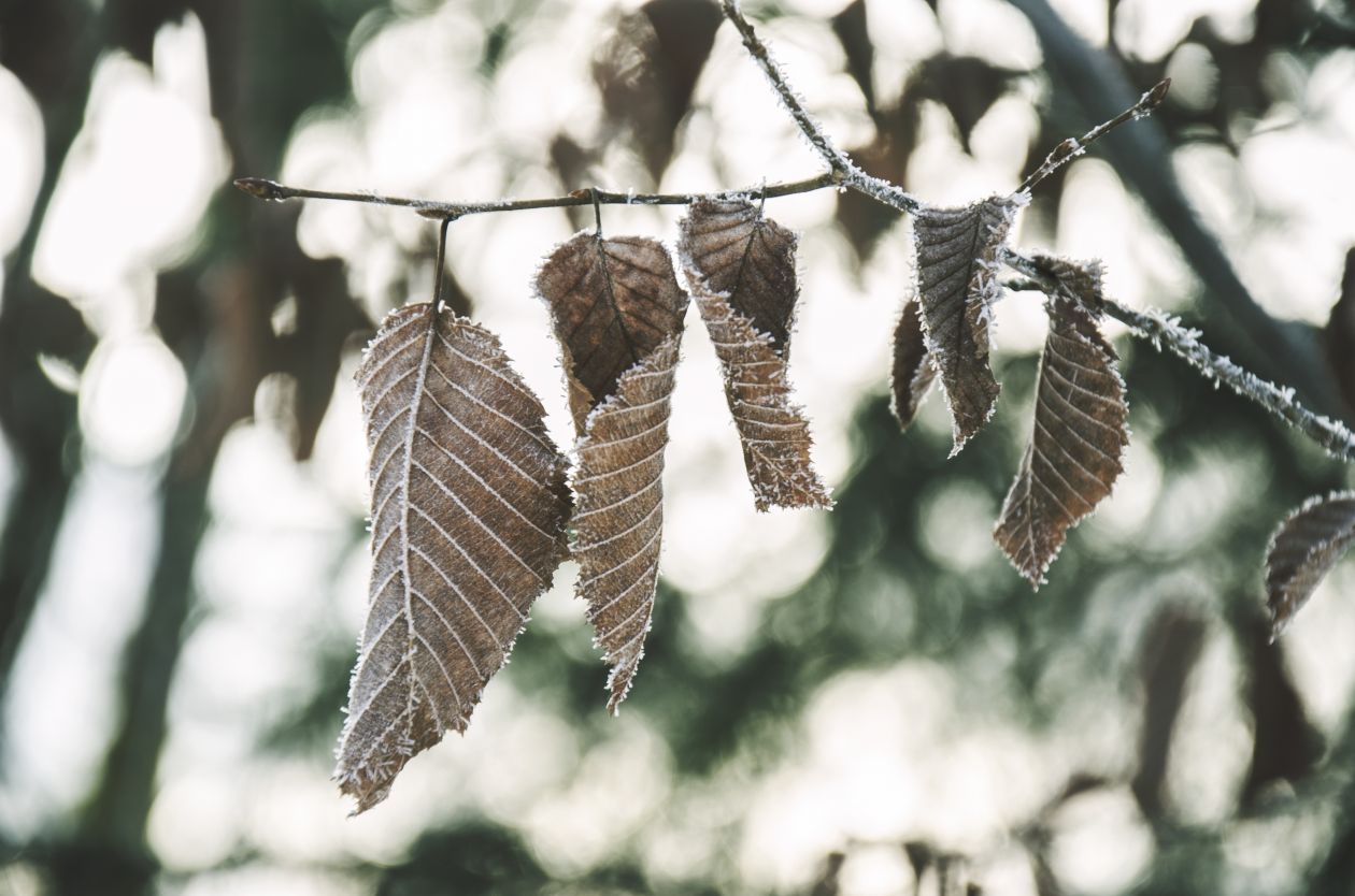 Frozen Leaves Stock Free