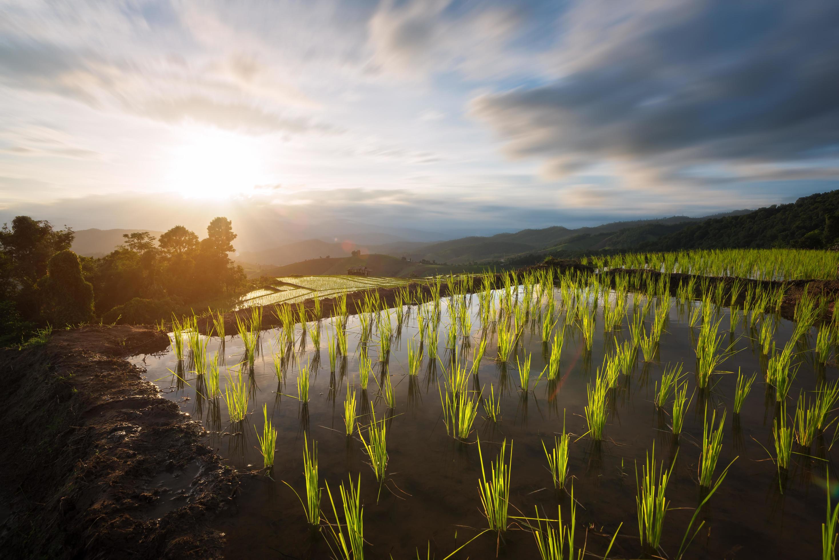 The view of the terraced rice fields in Chiang Mai in the morning Stock Free