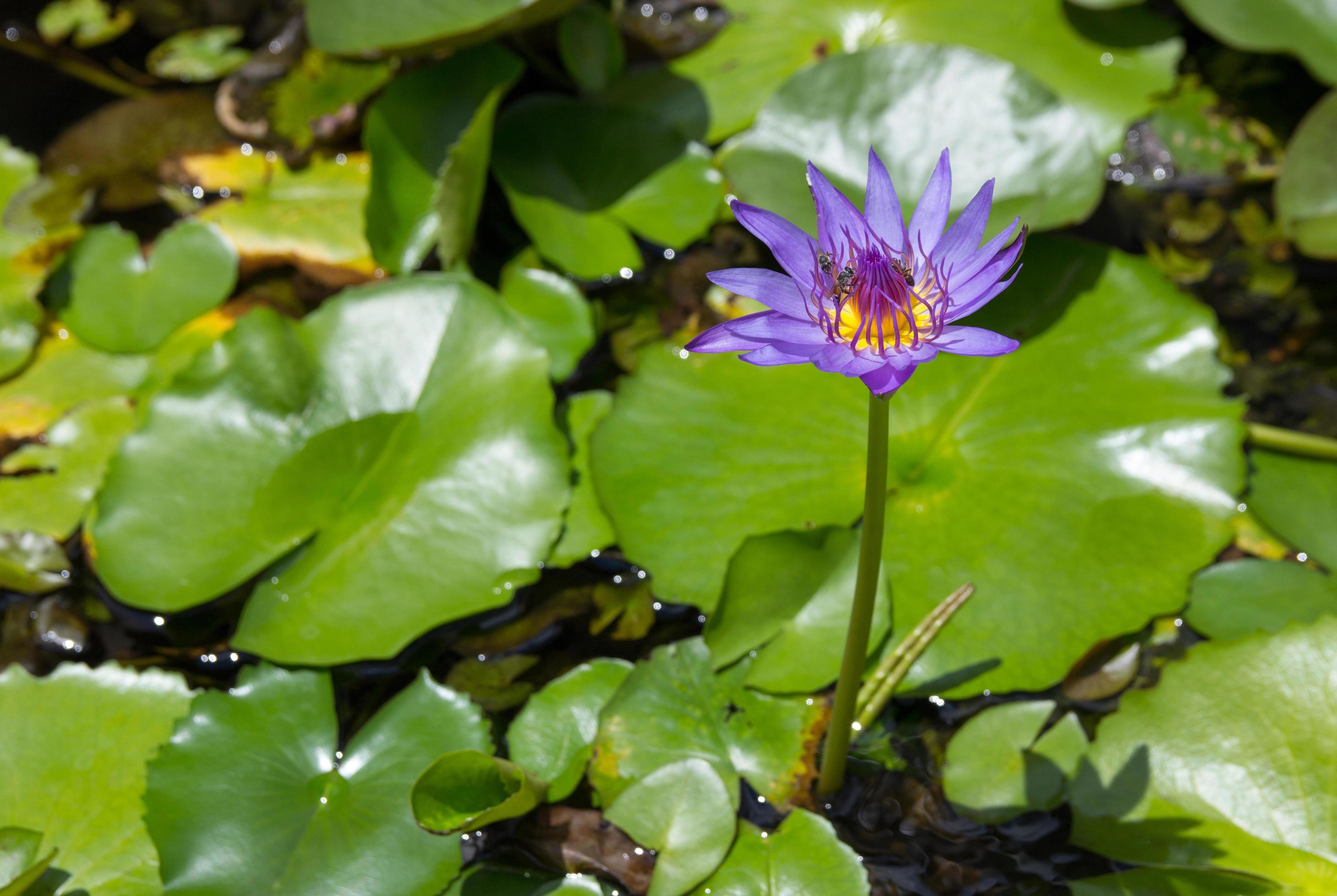 Purple lotus flower with bee absorb on pollen Stock Free