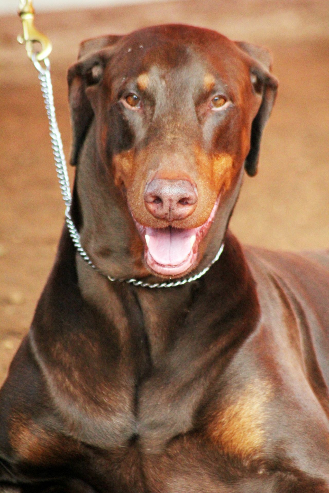 Doberman Brown Stock Free