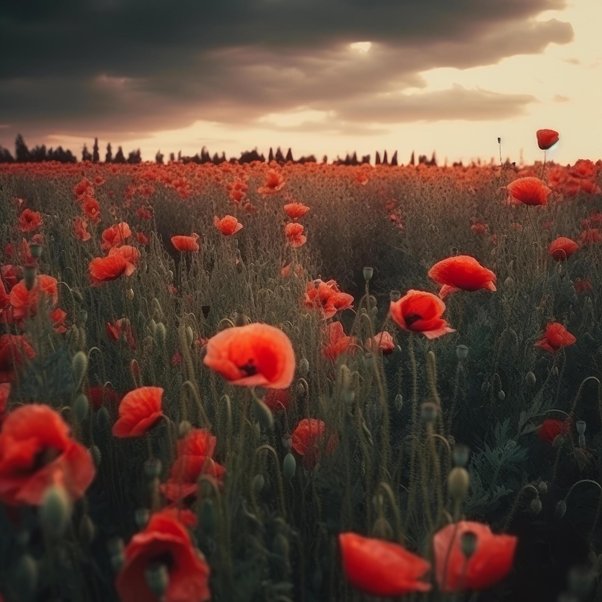 Poppy flower background for Anzac day. Illustration Stock Free