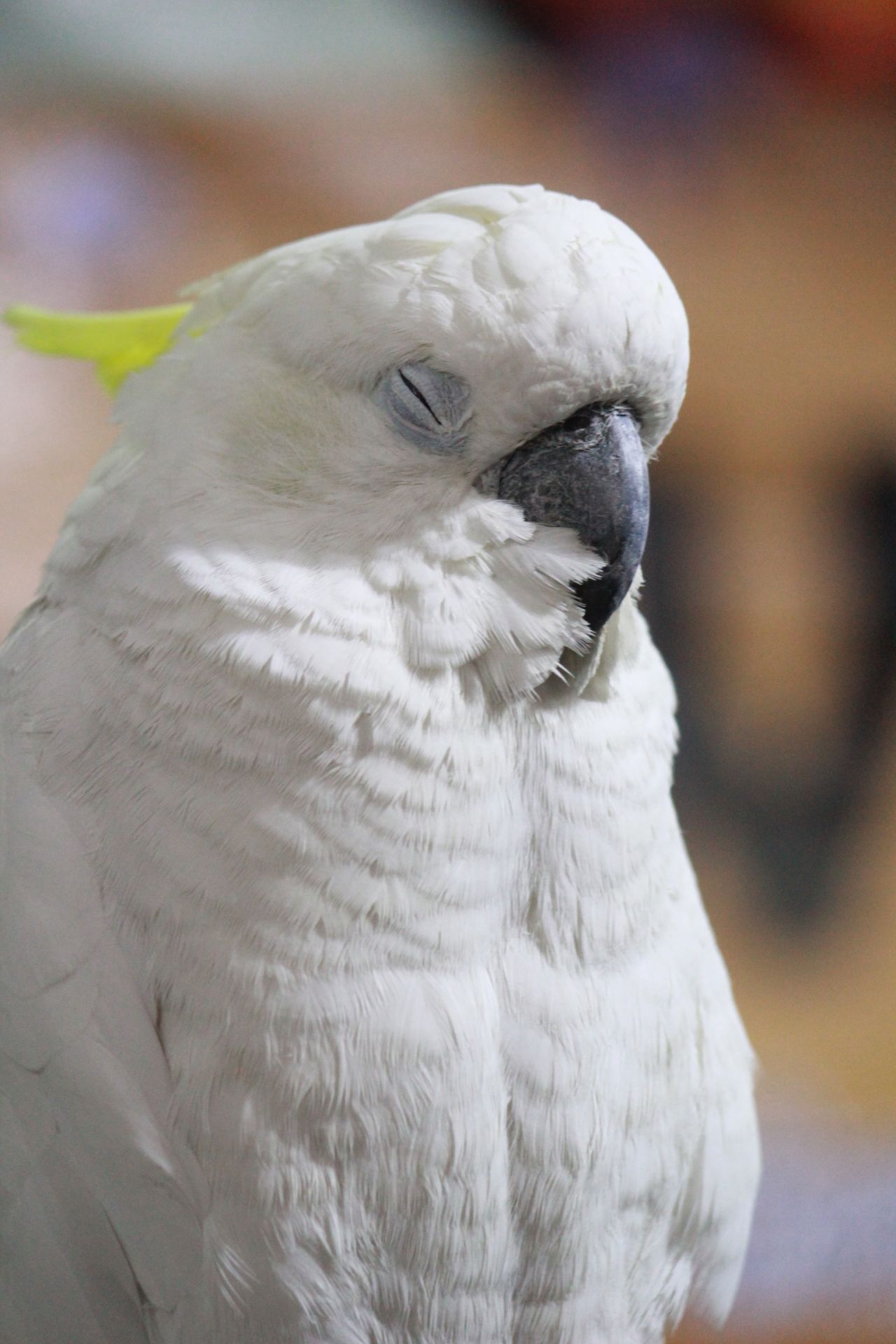 Cockatoo Bird Closeup Stock Free