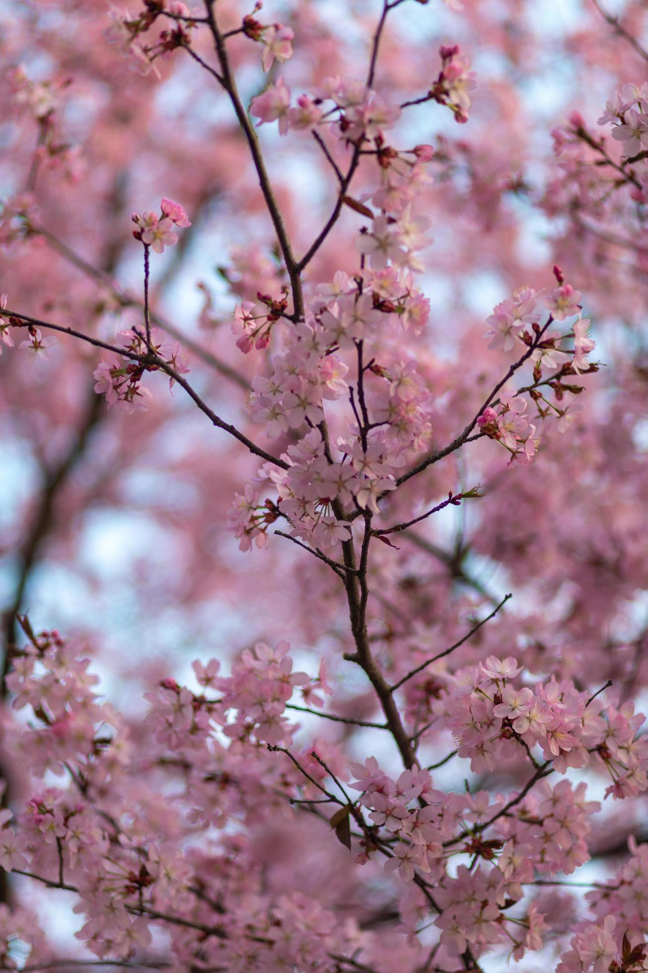 Cherry Blossom – Clourfull image of the cherry blossom flowers on the tree Stock Free