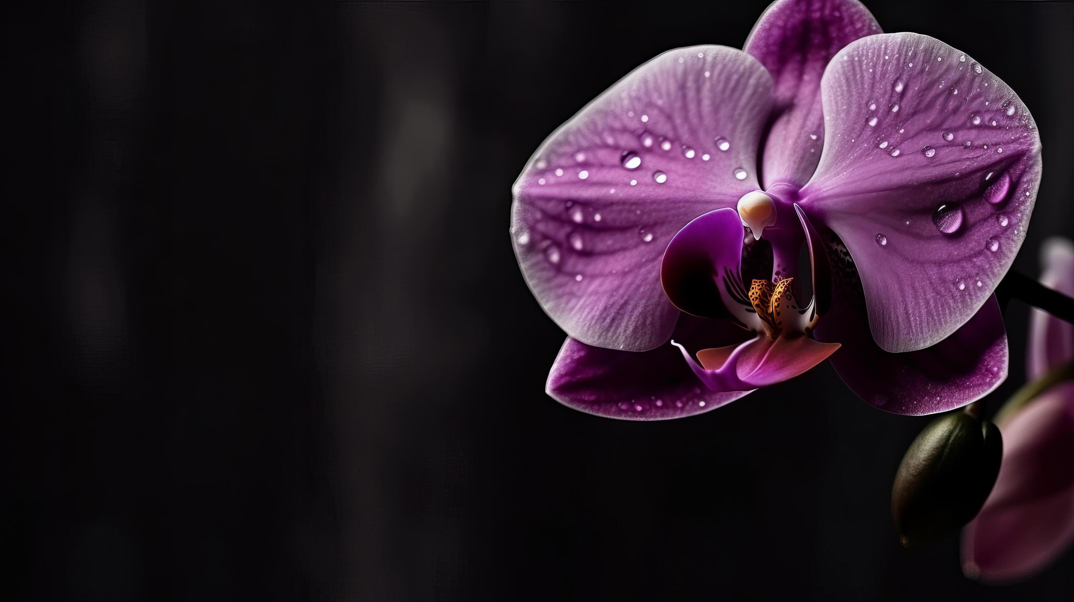 Orchid flower. Illustration Stock Free