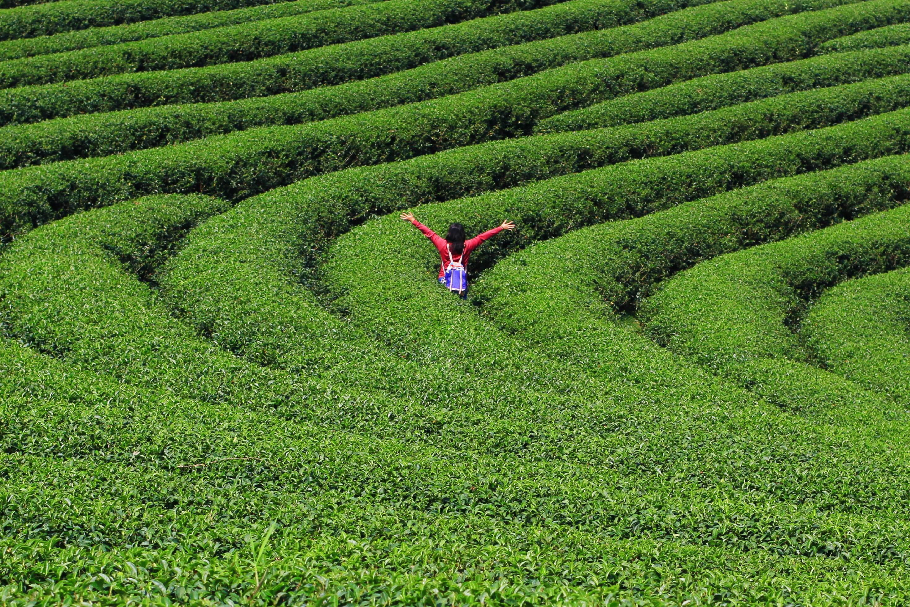 Beautiful landscape of asian woman extend the arms at Tea Plantation on the mountain, freedom and sucsess life Stock Free