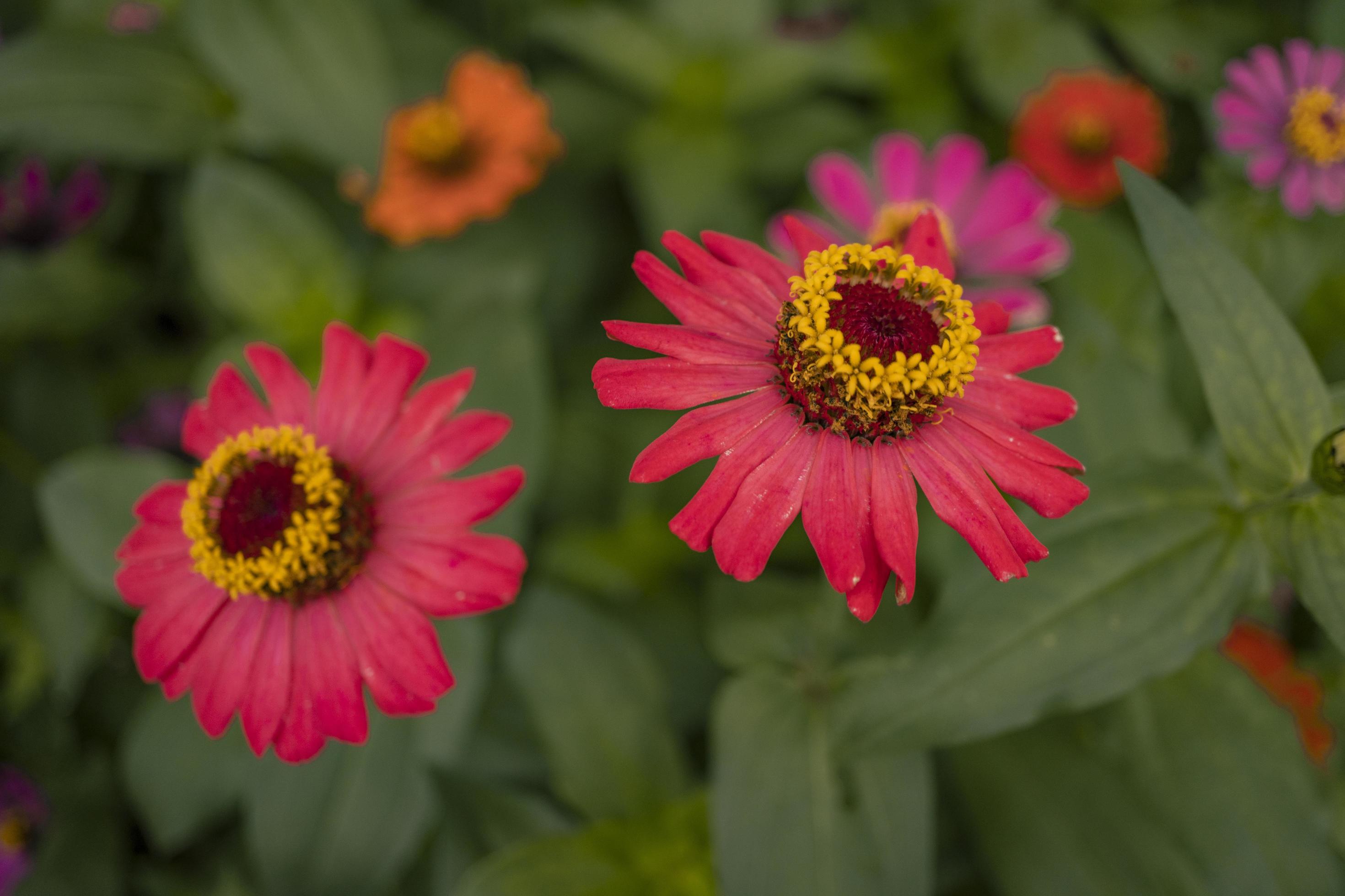 Close up photo of wild pink flower on spring time. The photo is suitable to use for nature background and content media social. Stock Free