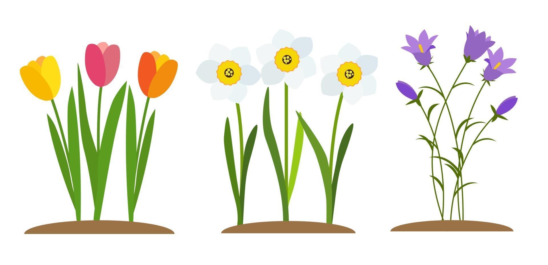 Spring Tulip, Bluebell and Narcissus. Flowers Background Stock Free