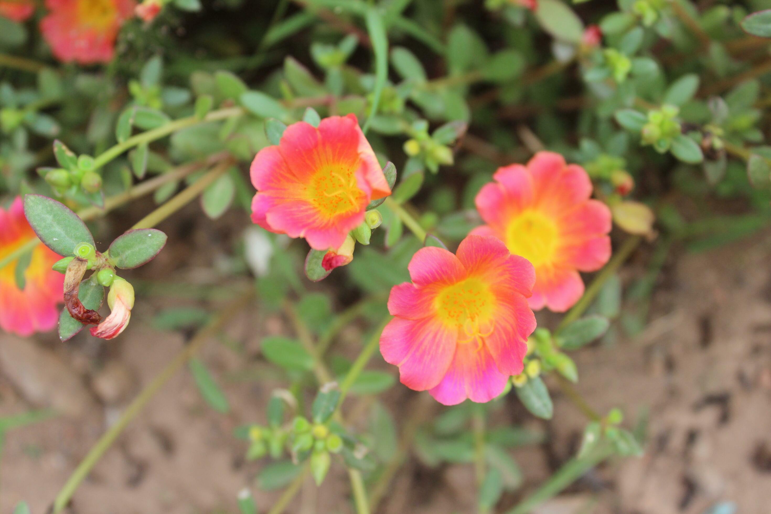 Portulaca oleracea common purslane, also known as verdolaga, red root, or pursley is an annual succulent in the family Portulacaceae. Stock Free