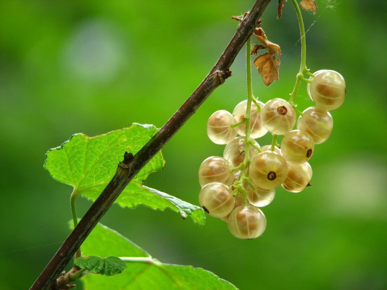 Berries Stock Free