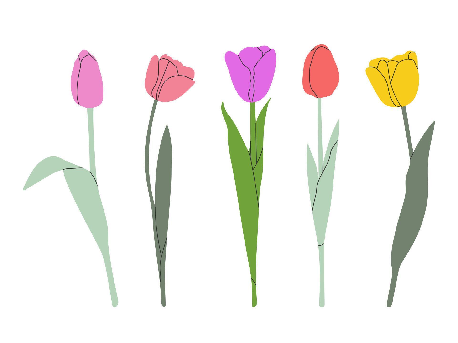 Tulip flower set isolated on white. Flower collection with pink, yellow, red and violet blooms. Simple flat design. Stock Free