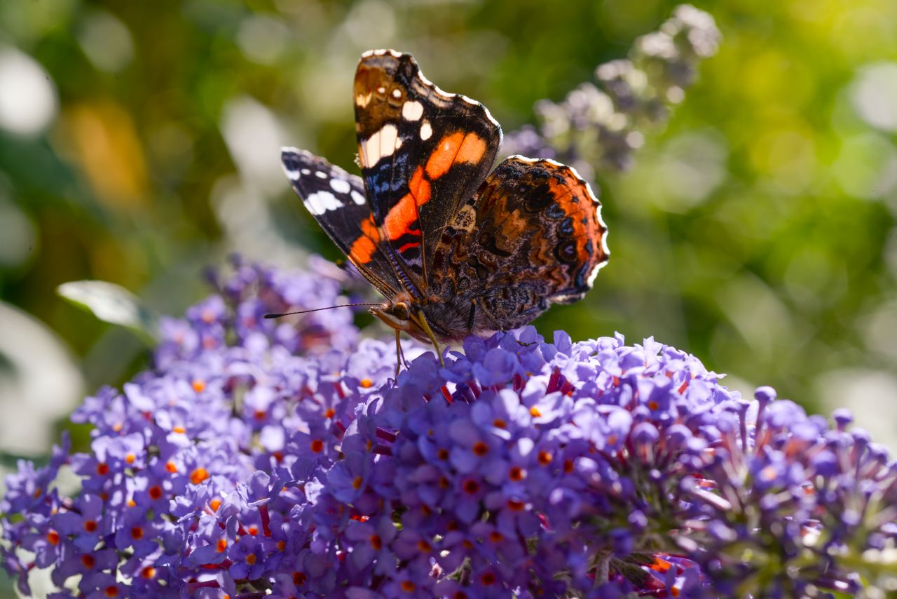 Proud butterfly Stock Free