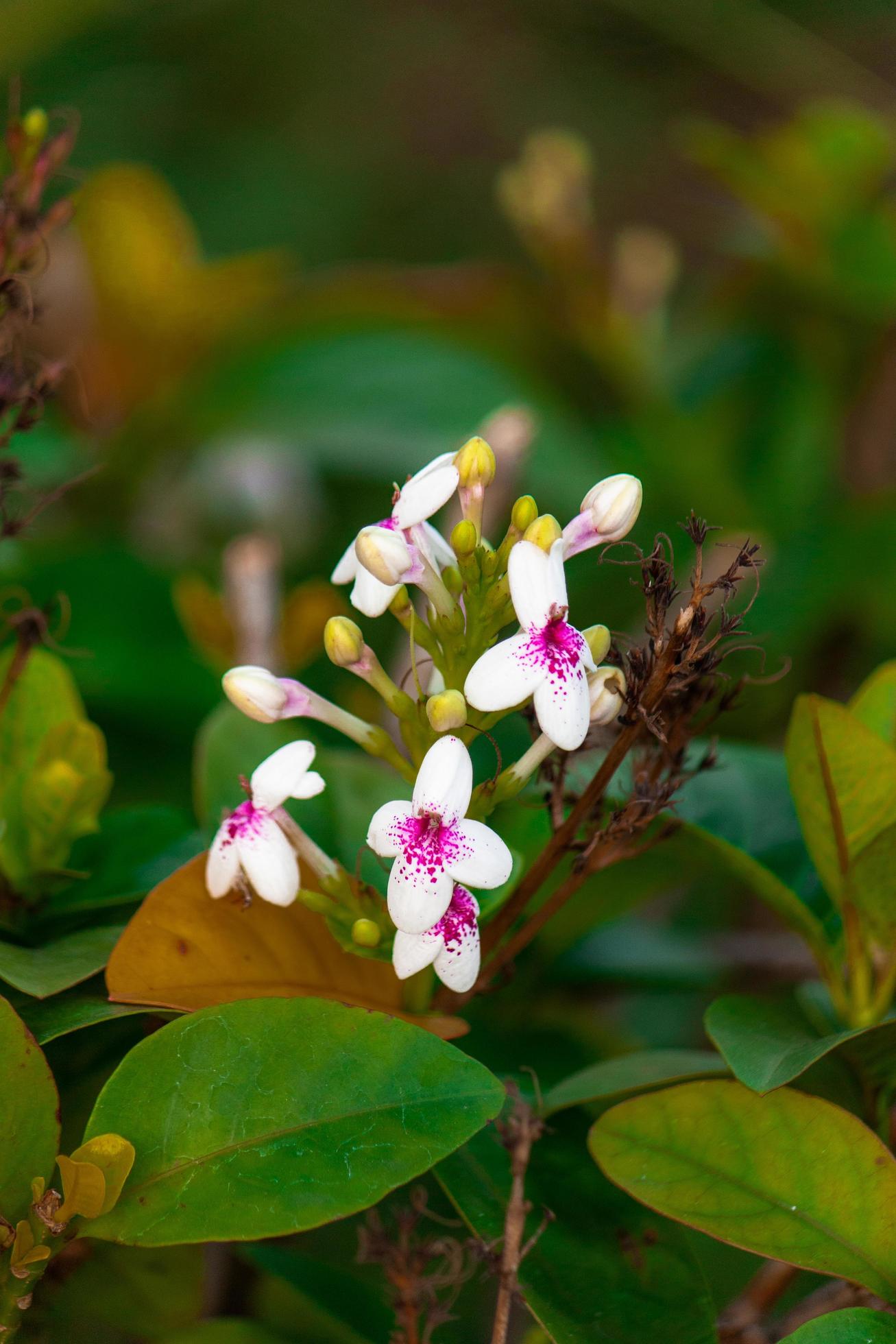 orchids flower in the garden Stock Free