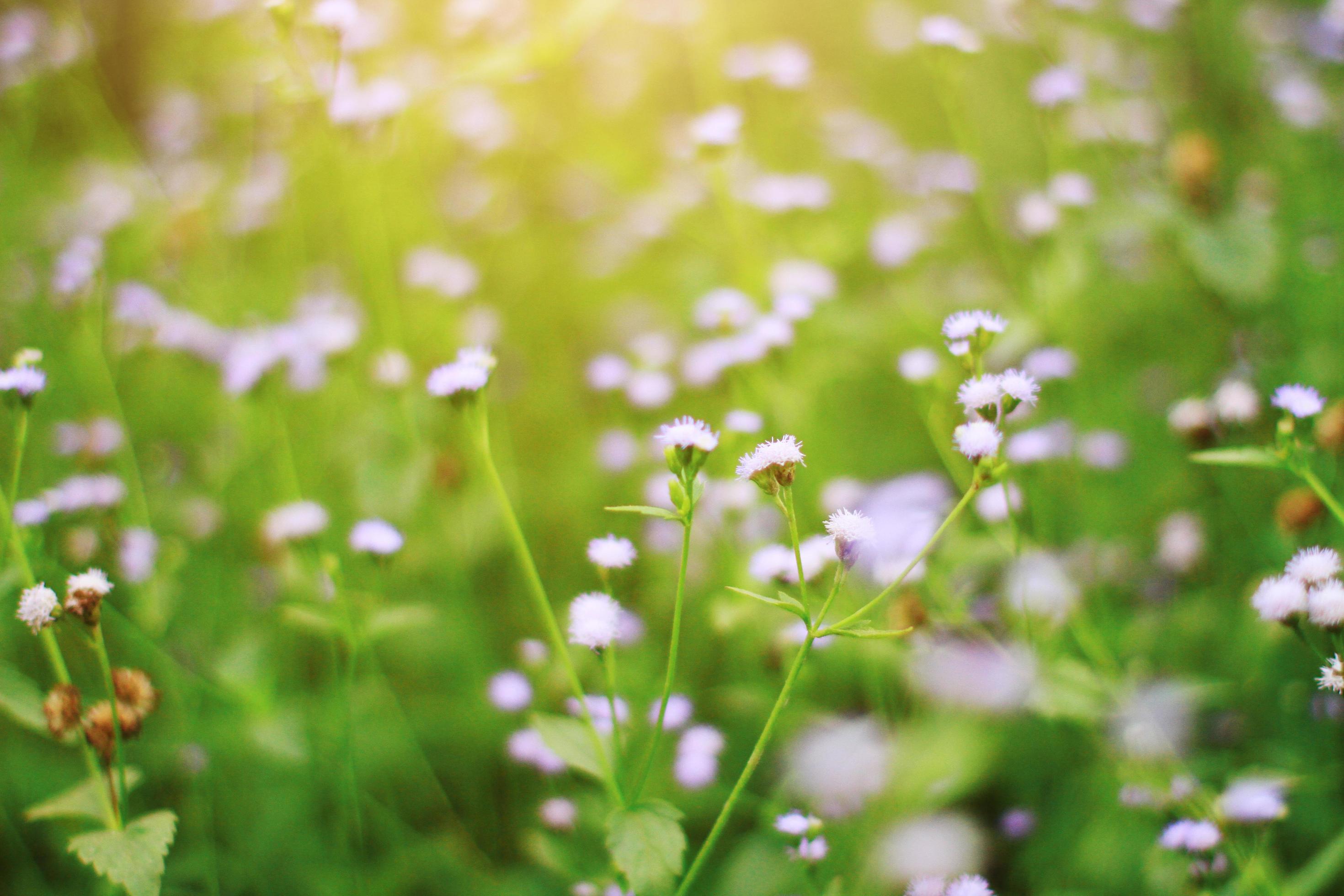 Beautiful wild purple grass flowers in the meadow with sunlight. Billygoat-weed, Chick weed or Ageratum conyzoides is herb plants Stock Free