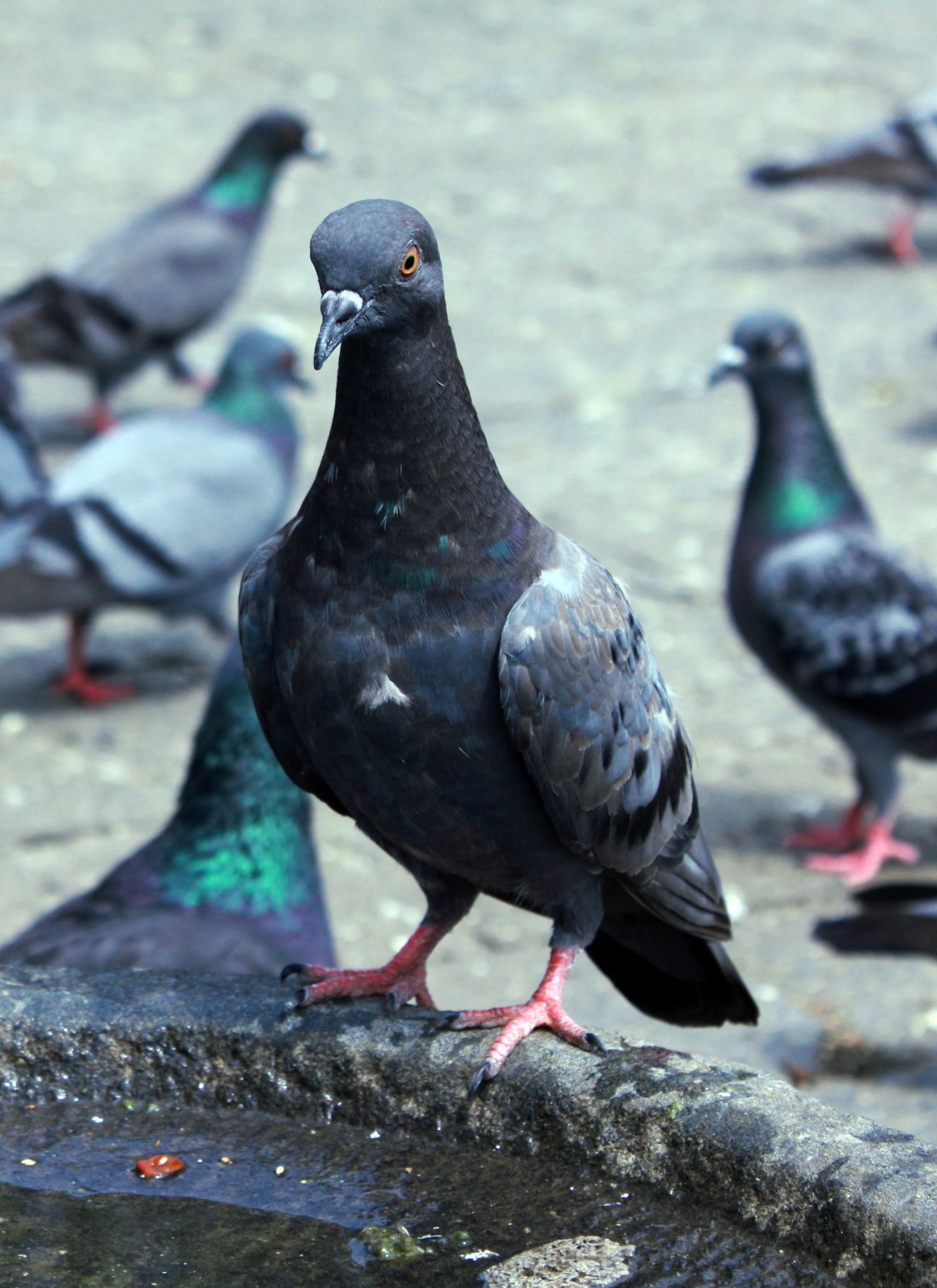 Pigeon Sitting Stock Free