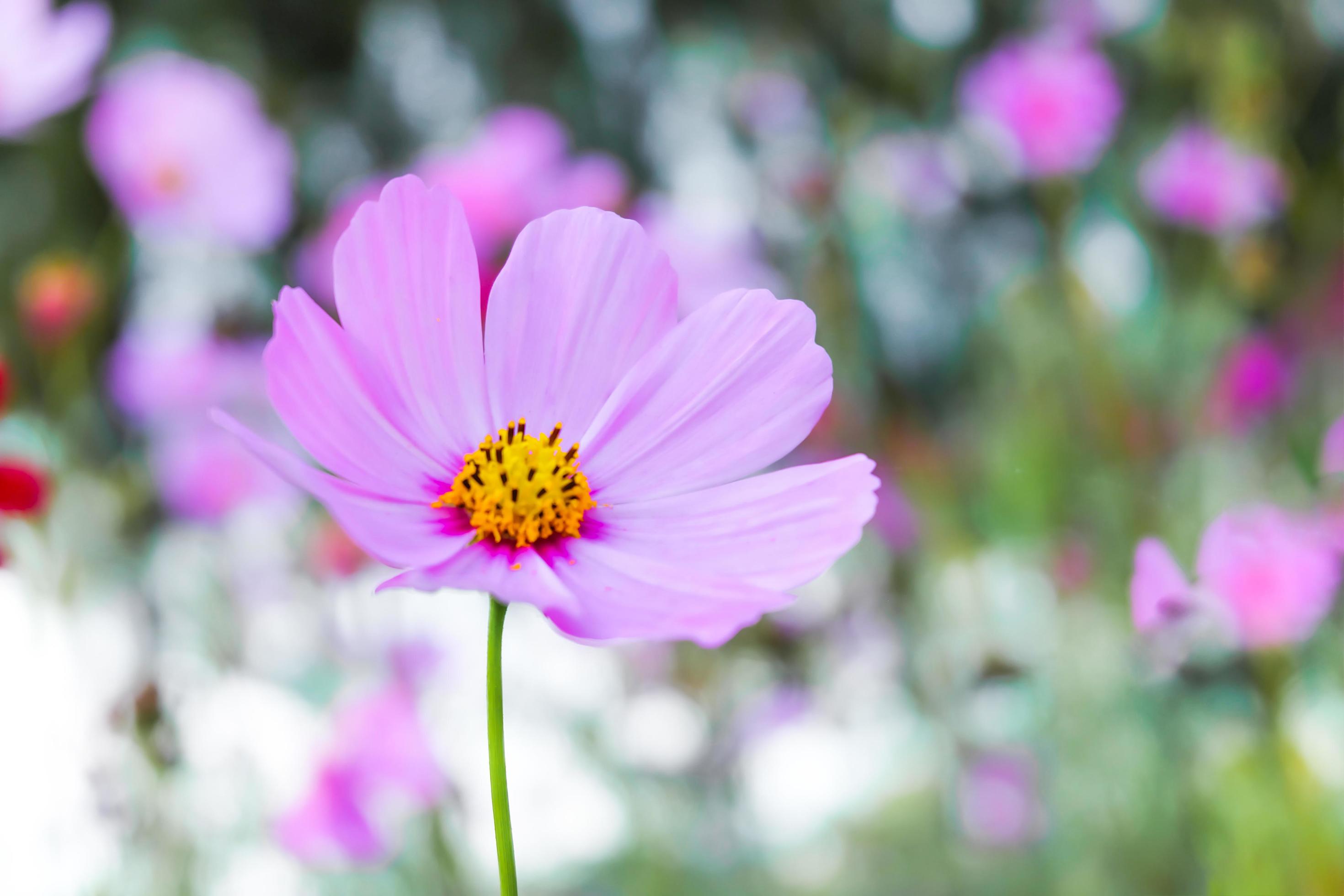 Pink cosmos flower beautiful blooming in the garden Stock Free