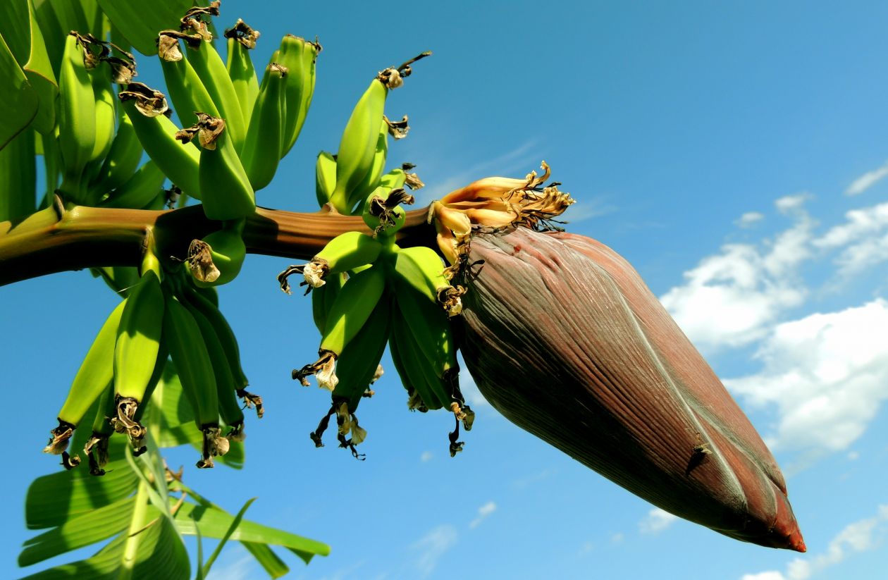 Banana flower Stock Free