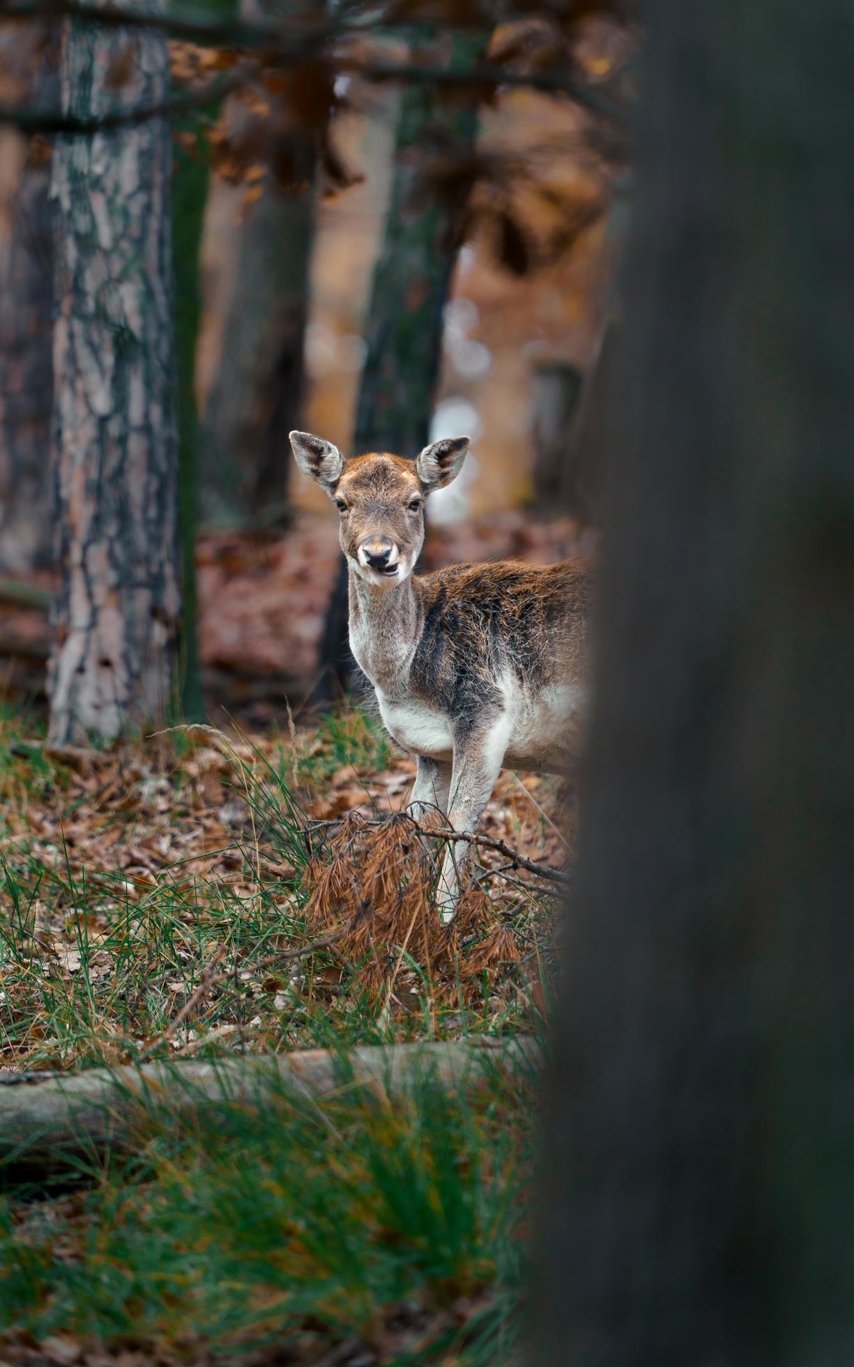 European fallow deer Stock Free