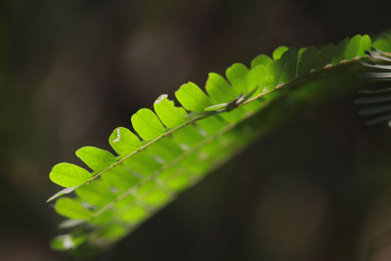 
									Weeds Closeup Ferns Stock Free