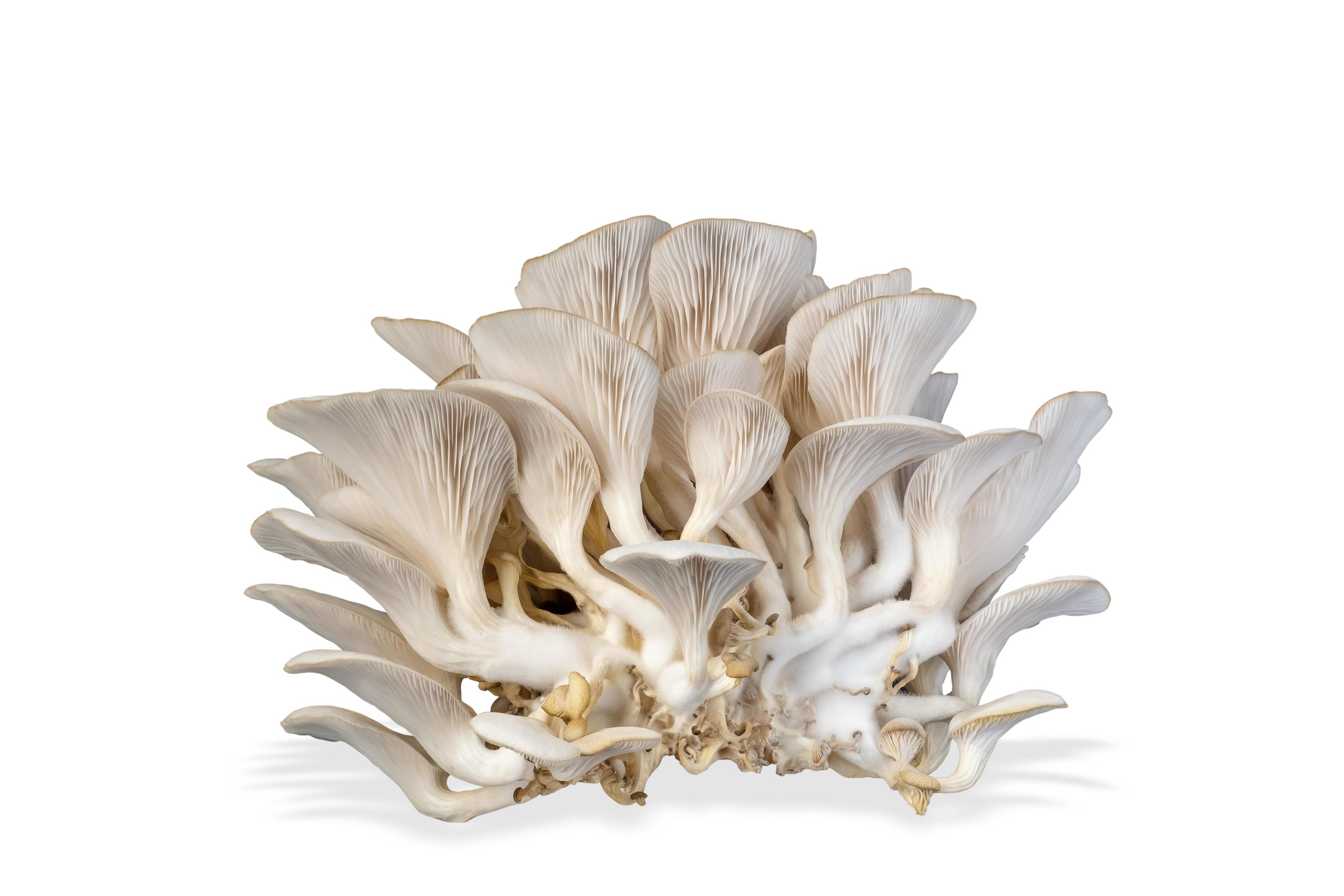 Oyster mushroom isolated on white background. Healthy plant based food diet lifestyle. Stock Free