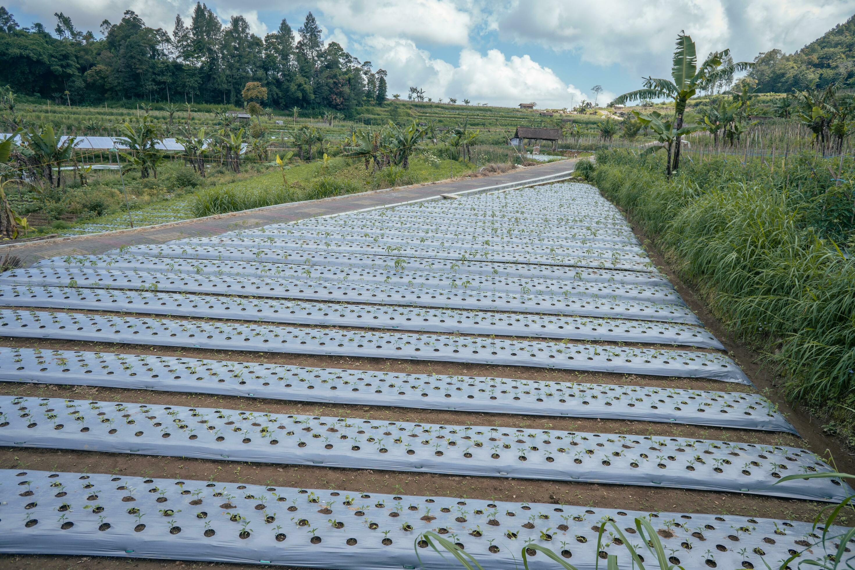 Garden field with terrace method when growing season. The photo is suitable to use for garden field content media, nature poster and farm background. Stock Free