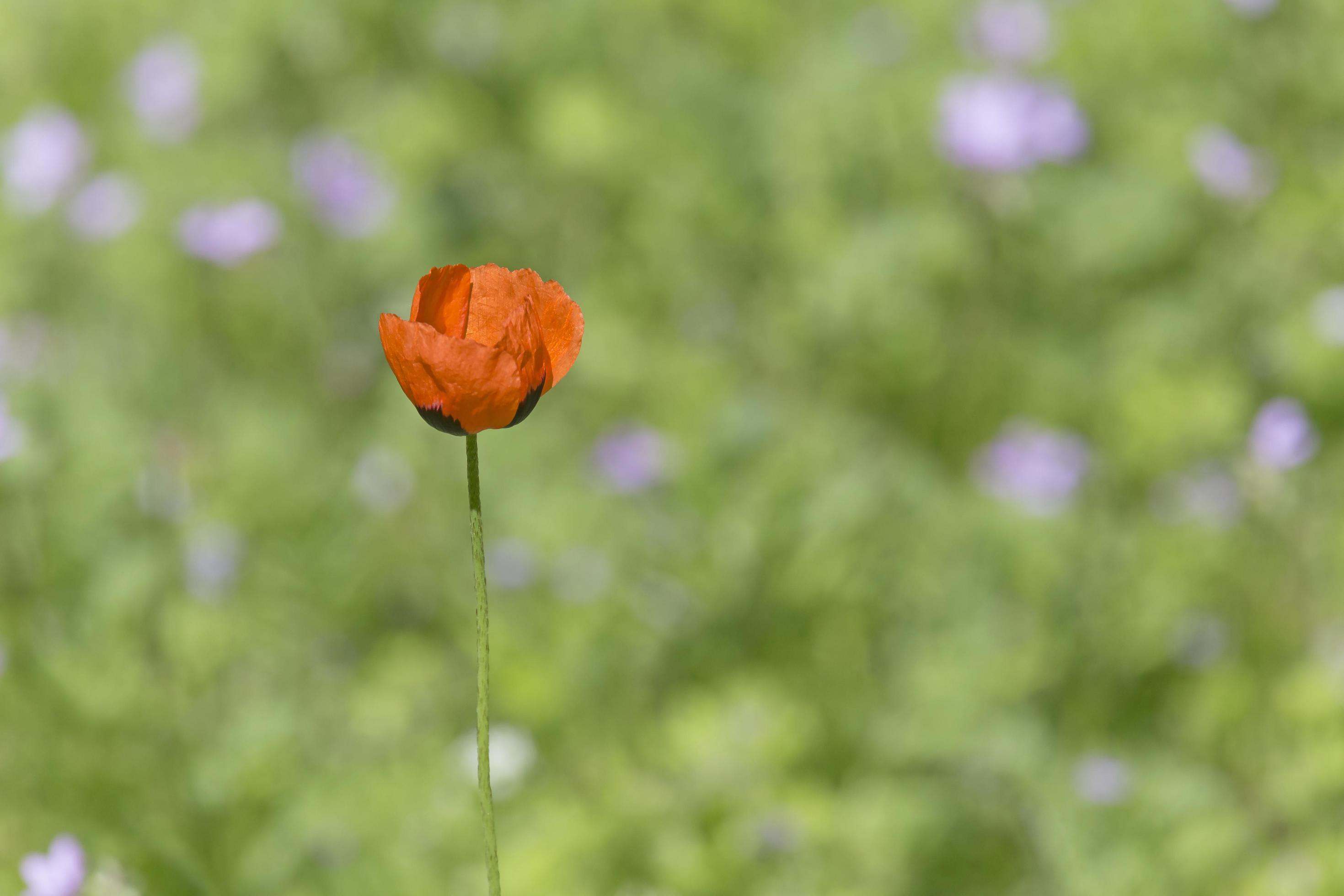 red poppy flower against green grass Stock Free