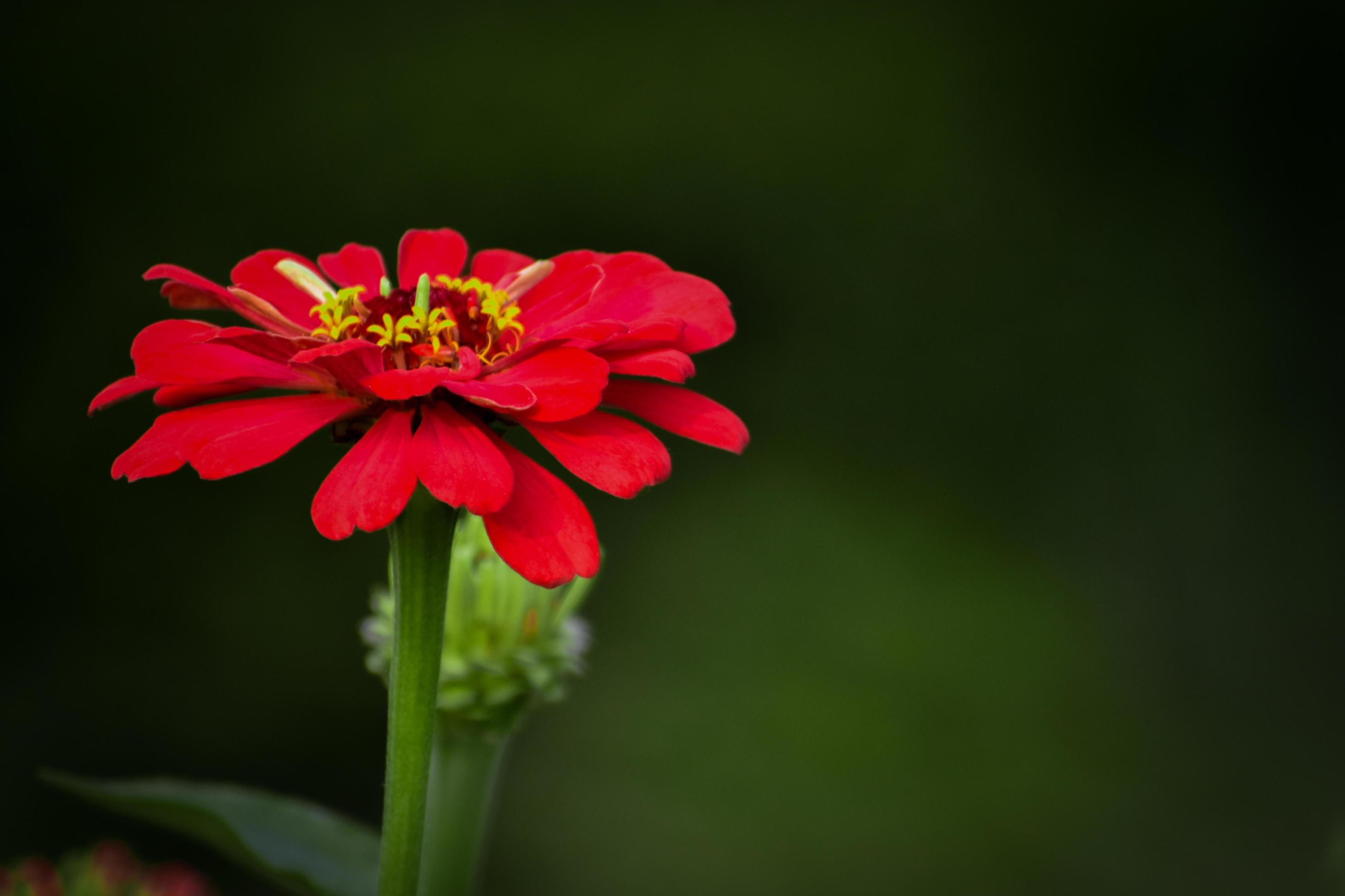 Red Zinnia flower is blooming.zinnia flower.red zinnia, common zinnia Stock Free