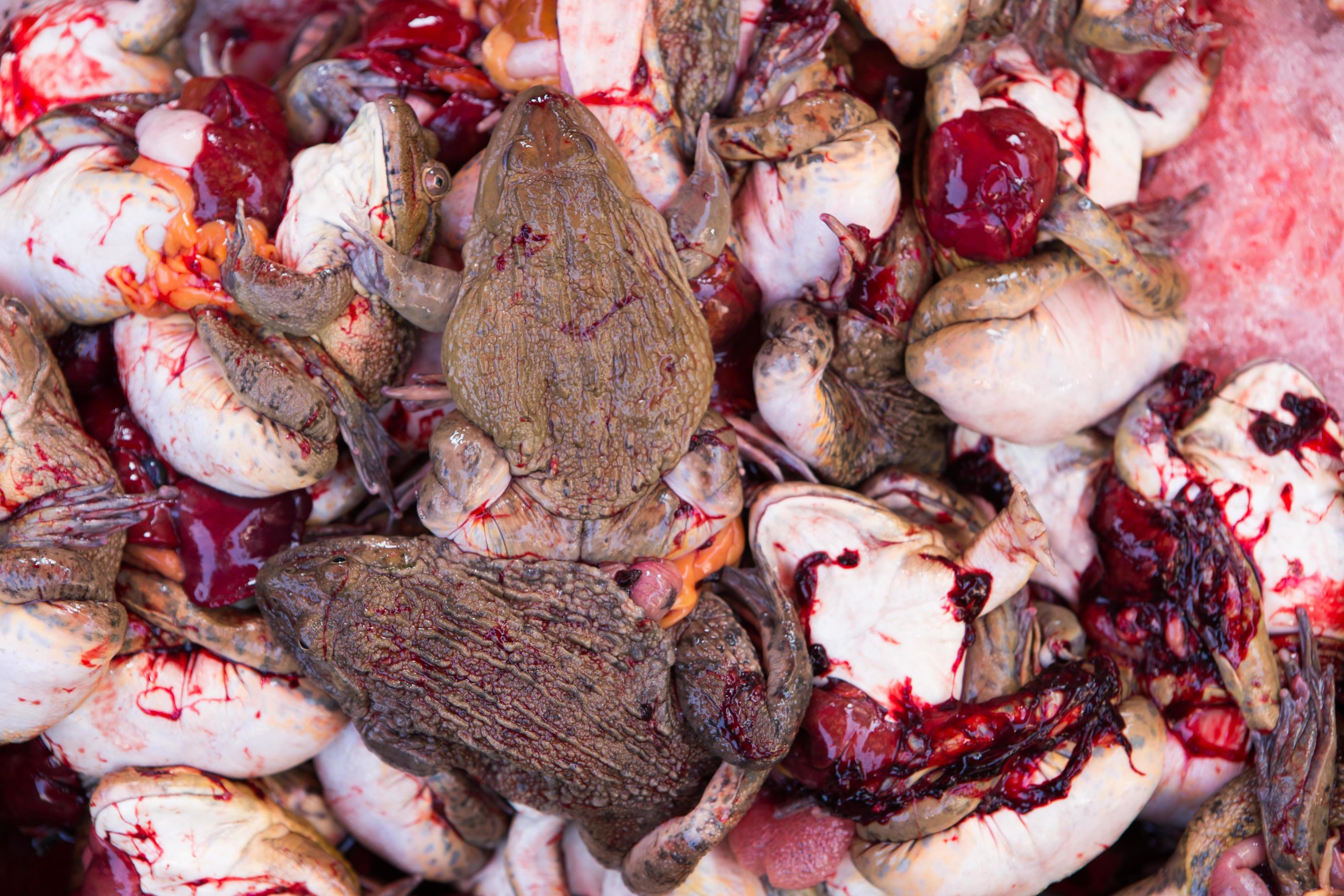 frogs for sale at thailand food market Stock Free