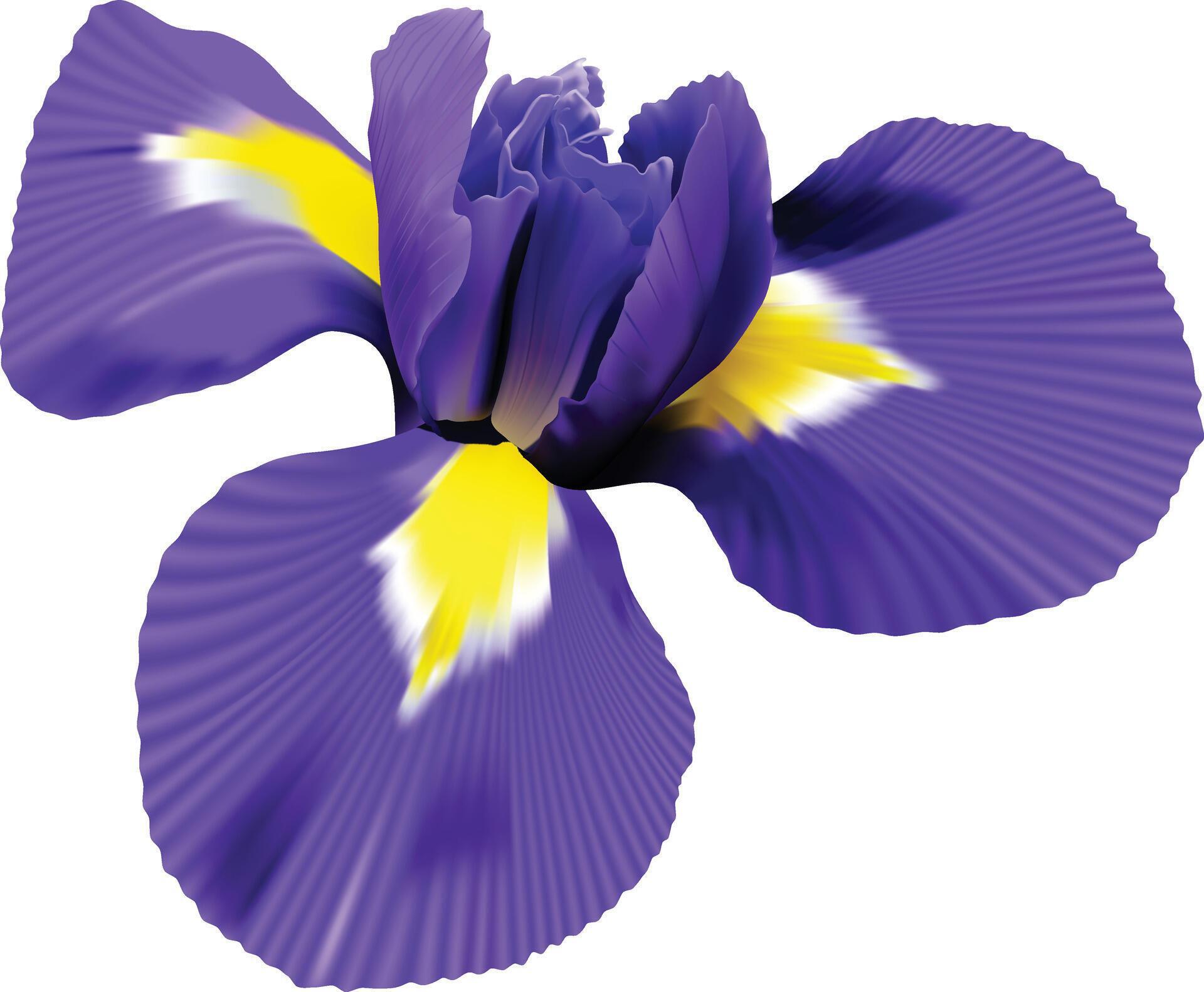 iris flower. white isolated background with clipping path. Closeup no shadows. Nature. Stock Free