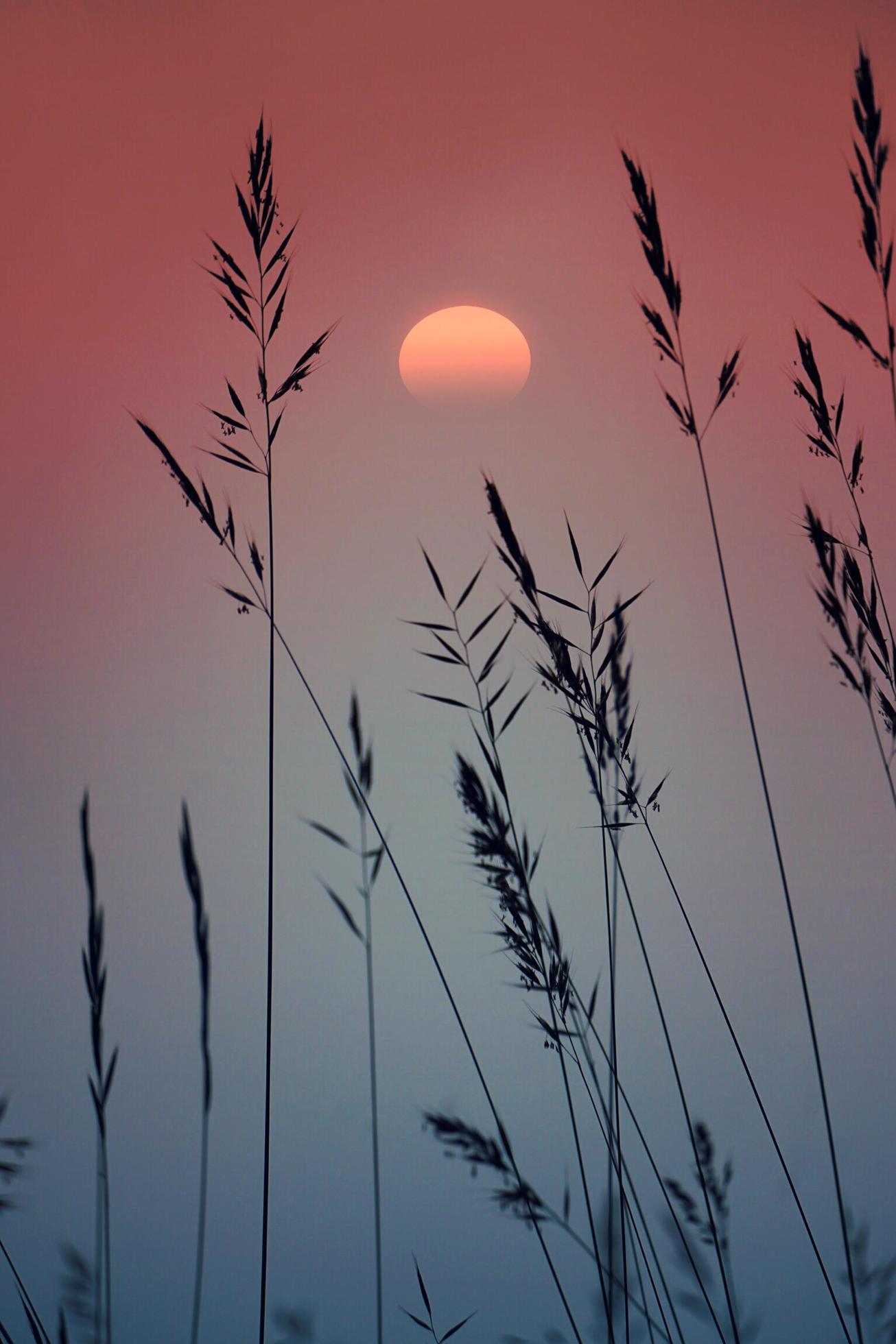 Dry flower plants and sunset in nature Stock Free