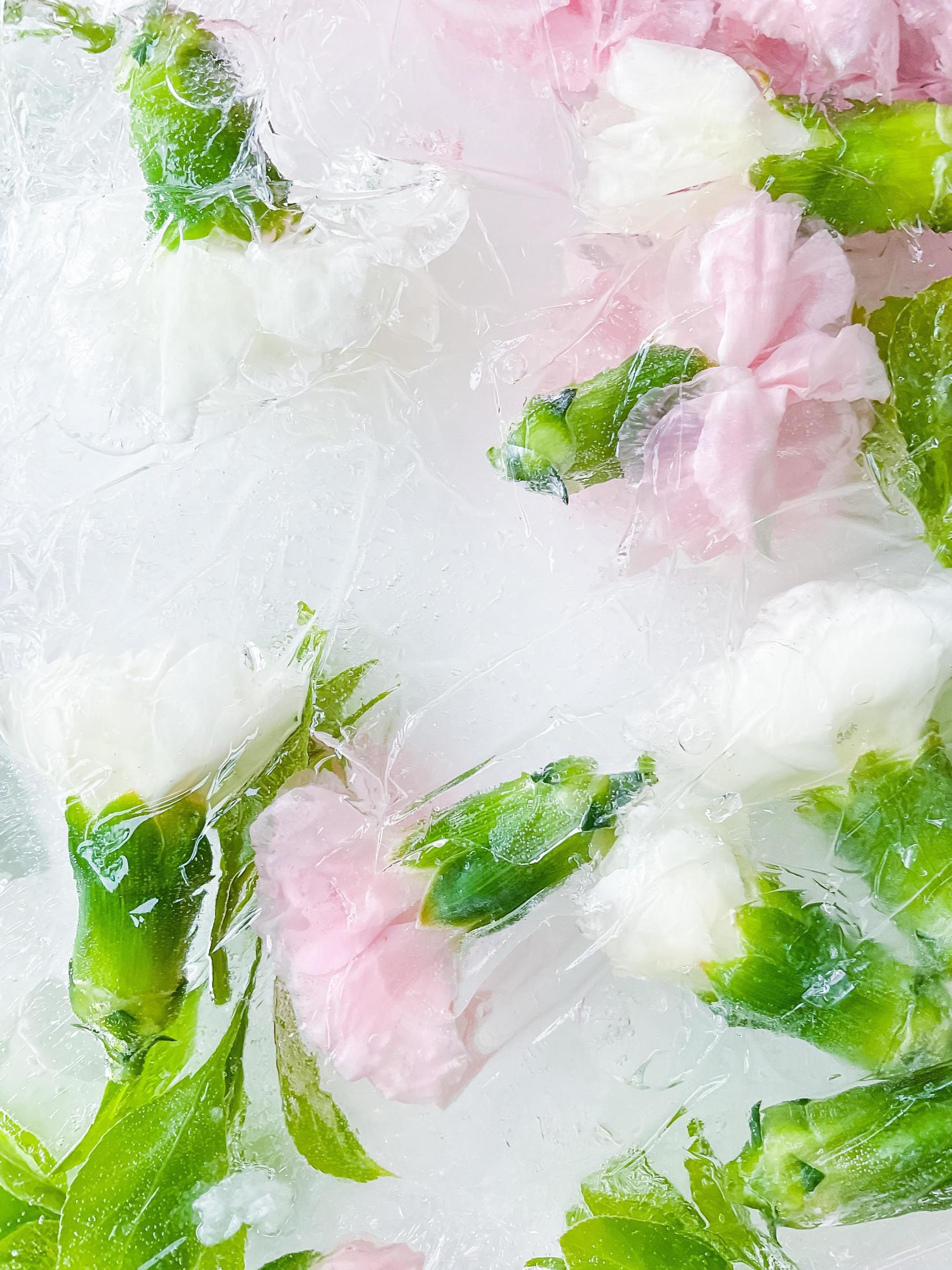 carnation, garden flowers frozen in ice. backgraund Stock Free