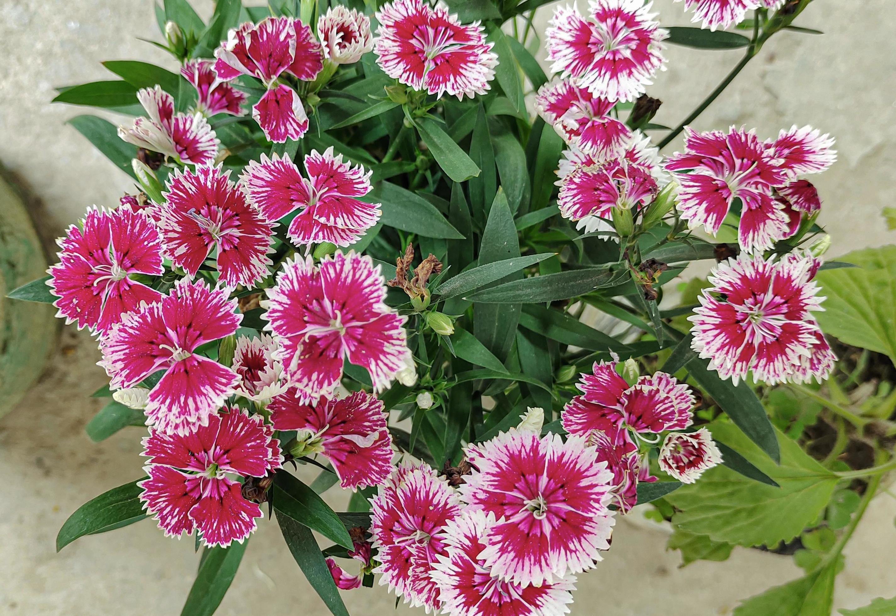 A bunch of pink and white flowers are in a pot. Stock Free