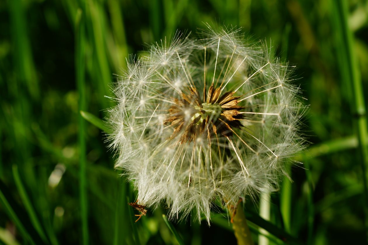 Dandelion Stock Free