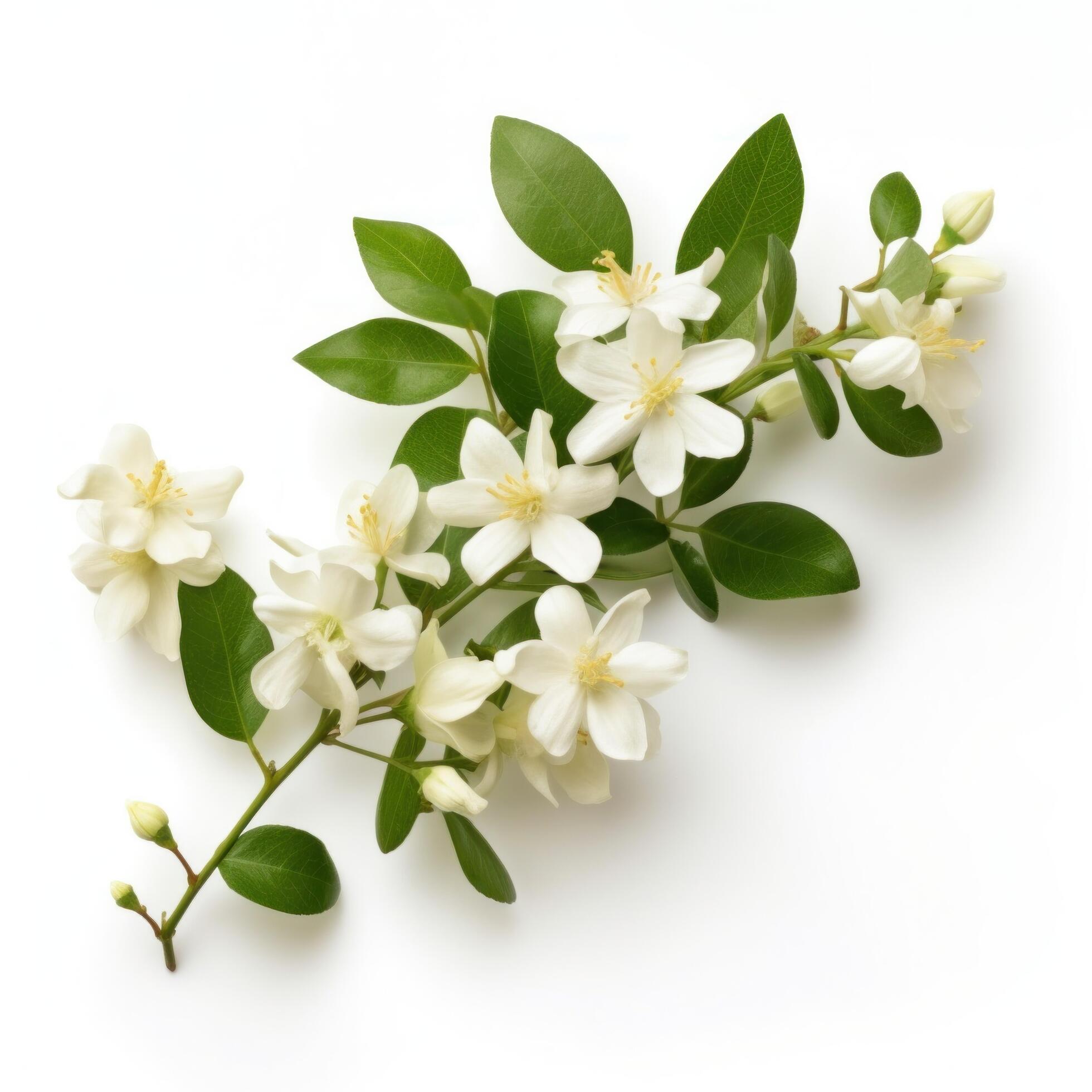 Jasmine flowers isolated. Illustration Stock Free