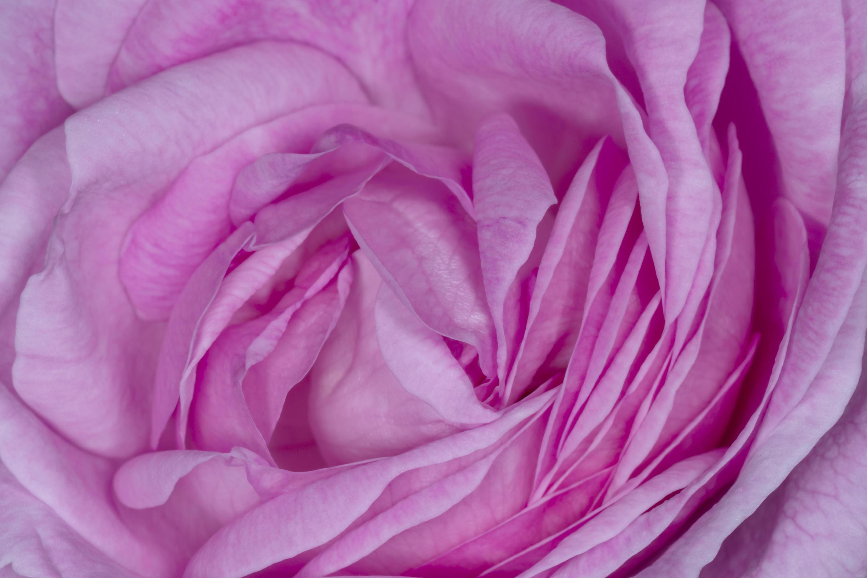 close up of pink peony flower Stock Free