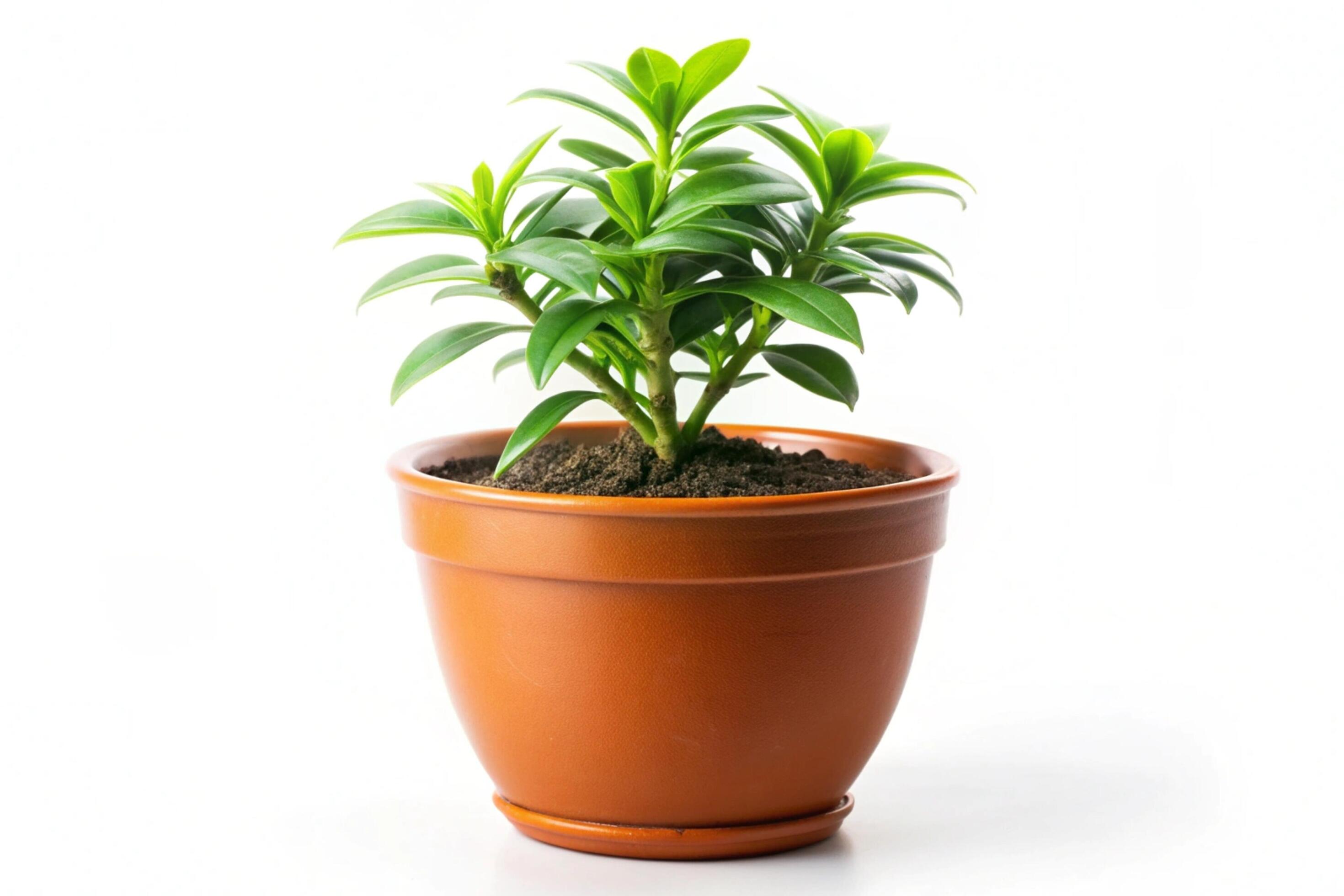 Small plant isolated on white background Stock Free