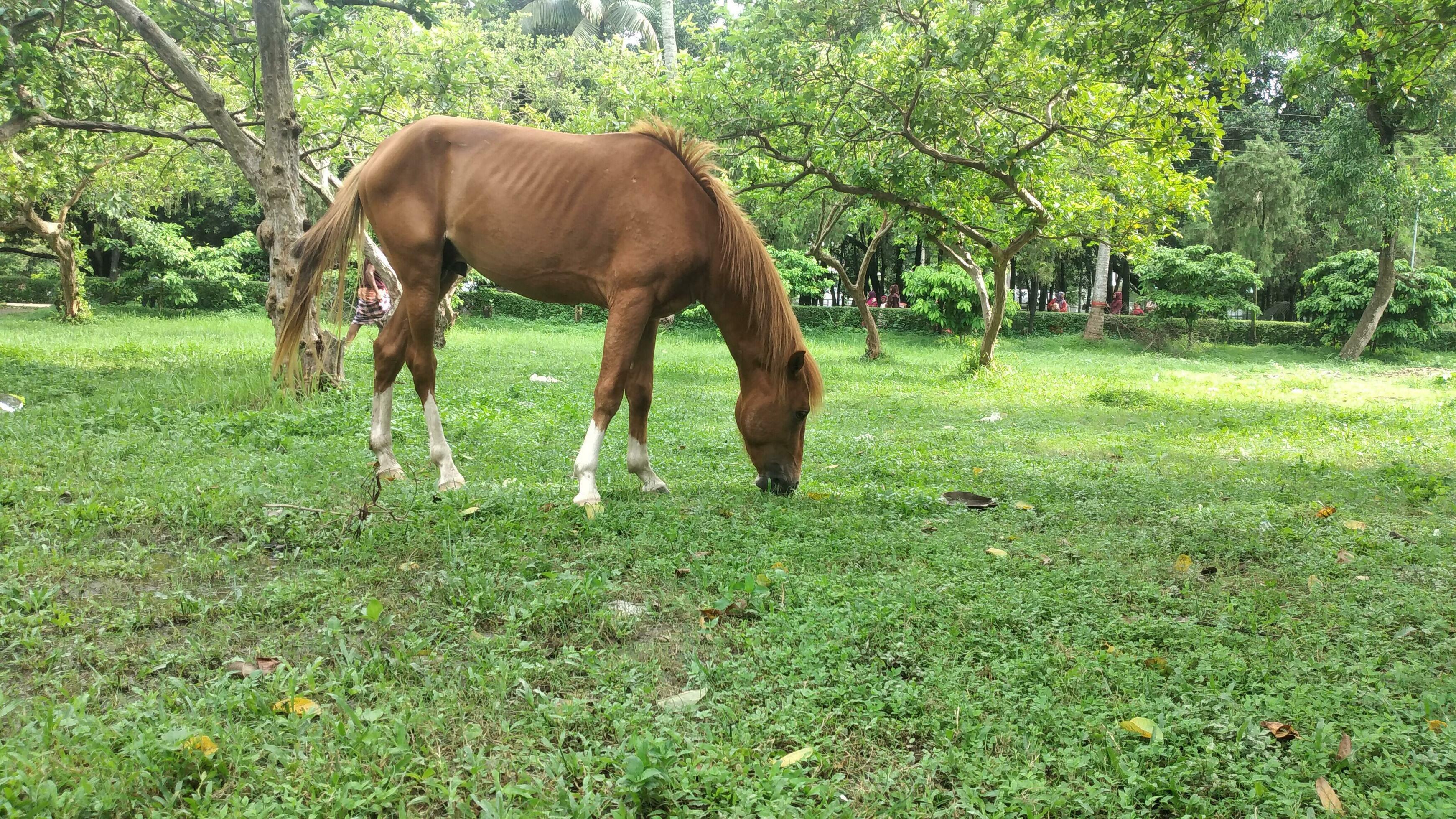 natural Horse animal background Stock Free