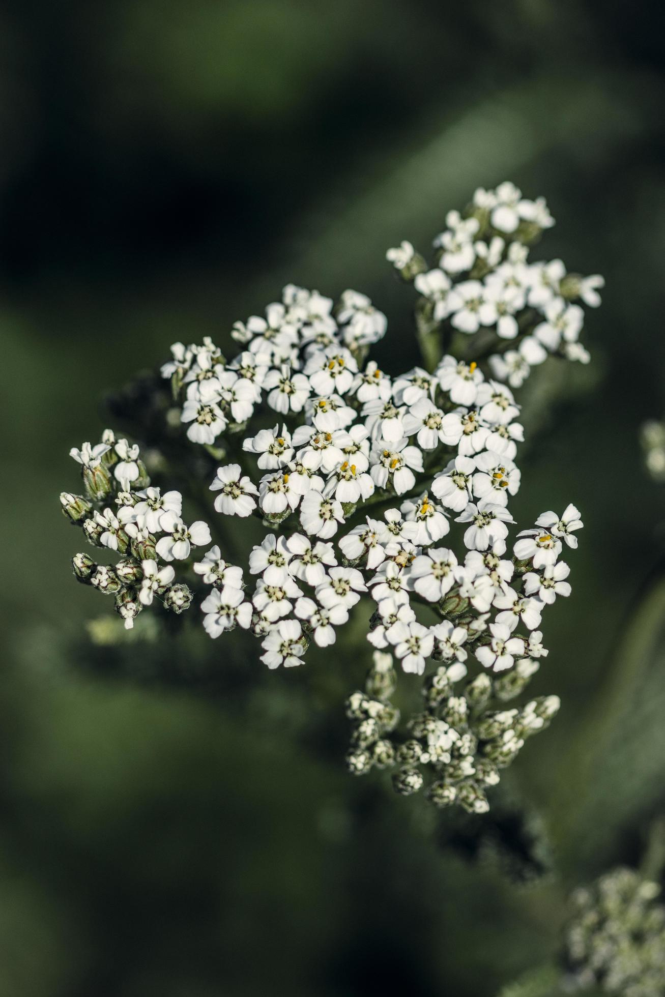 White flower buds in tilt shift lens Stock Free