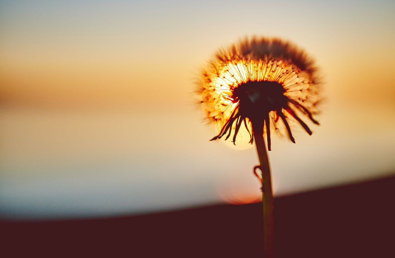 Dandelion Silhouette at Sunset Stock Free